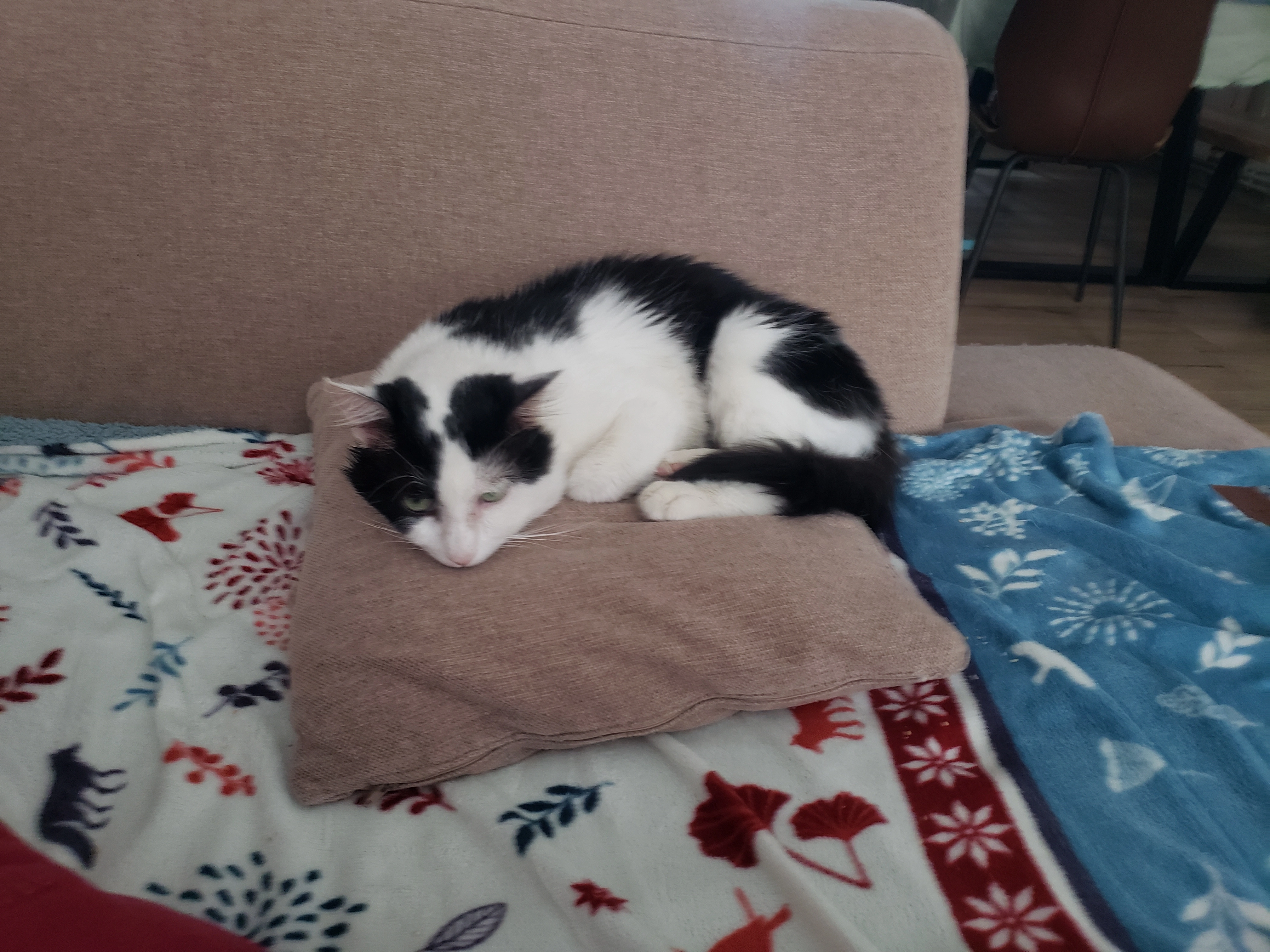 Buck - Rue de l'Abbé Bonpain, Tourcoing