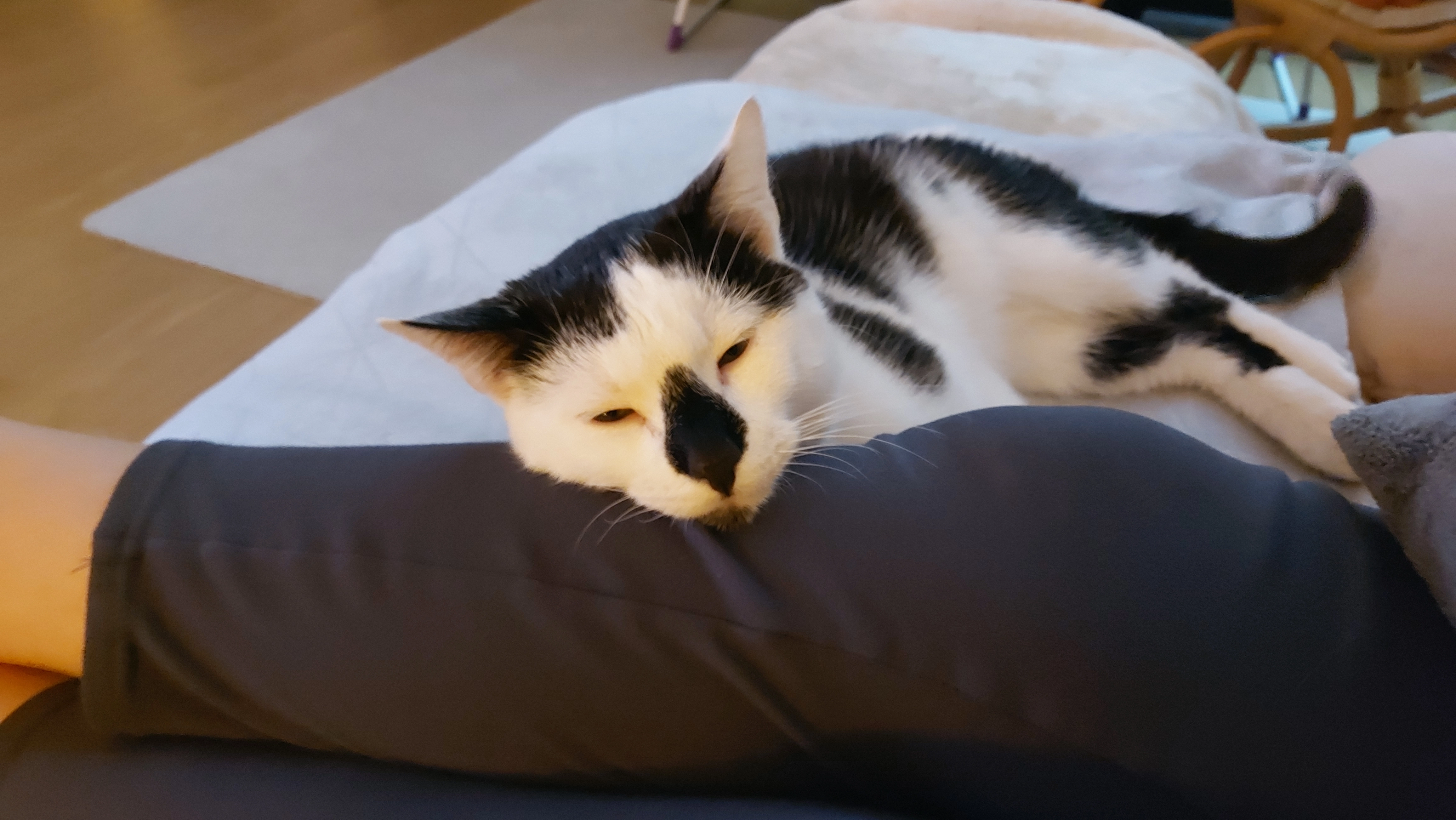 Max - Griemshorst, Harsefeld