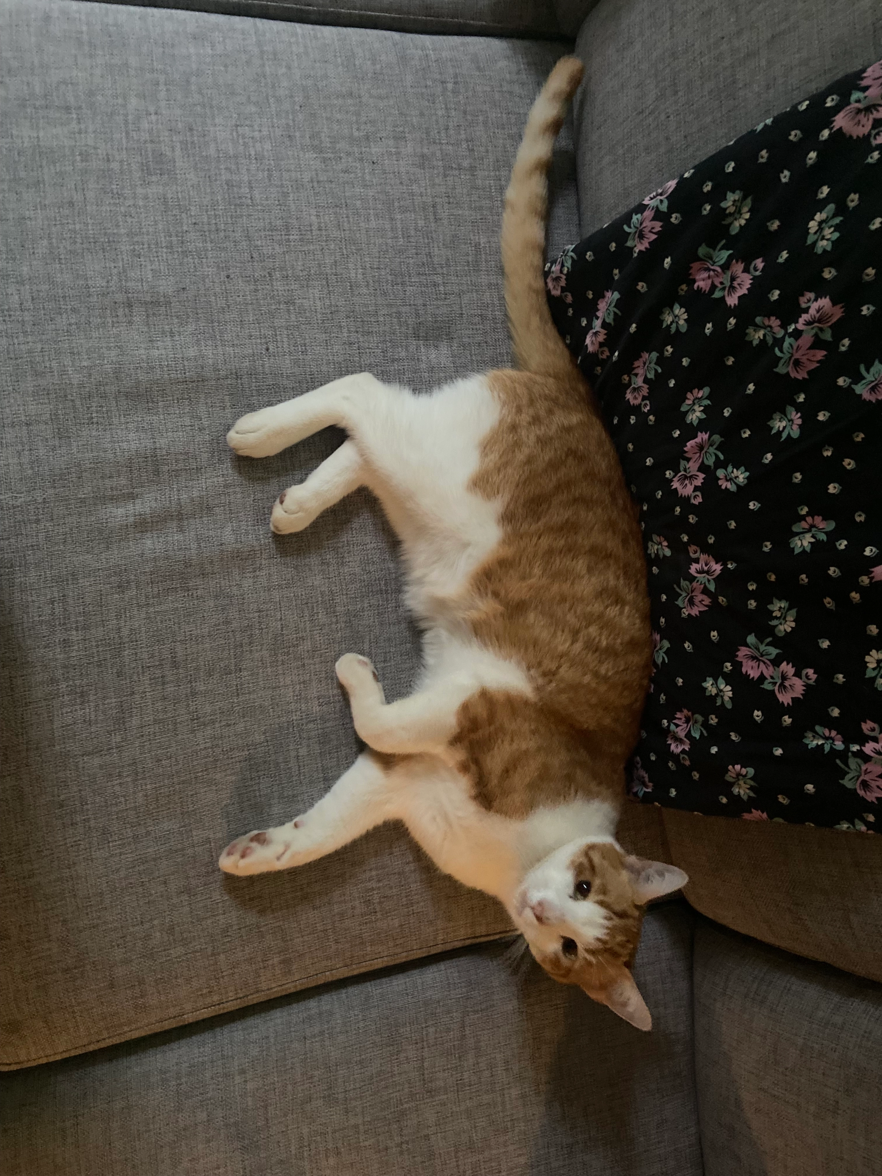 Vincent - Danhaven , Valby