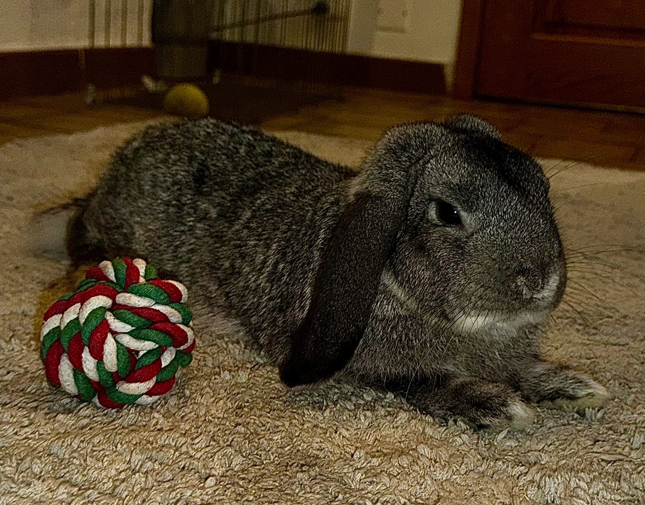 Lapin bélier  - Route du Chef-Lieu, Savigny