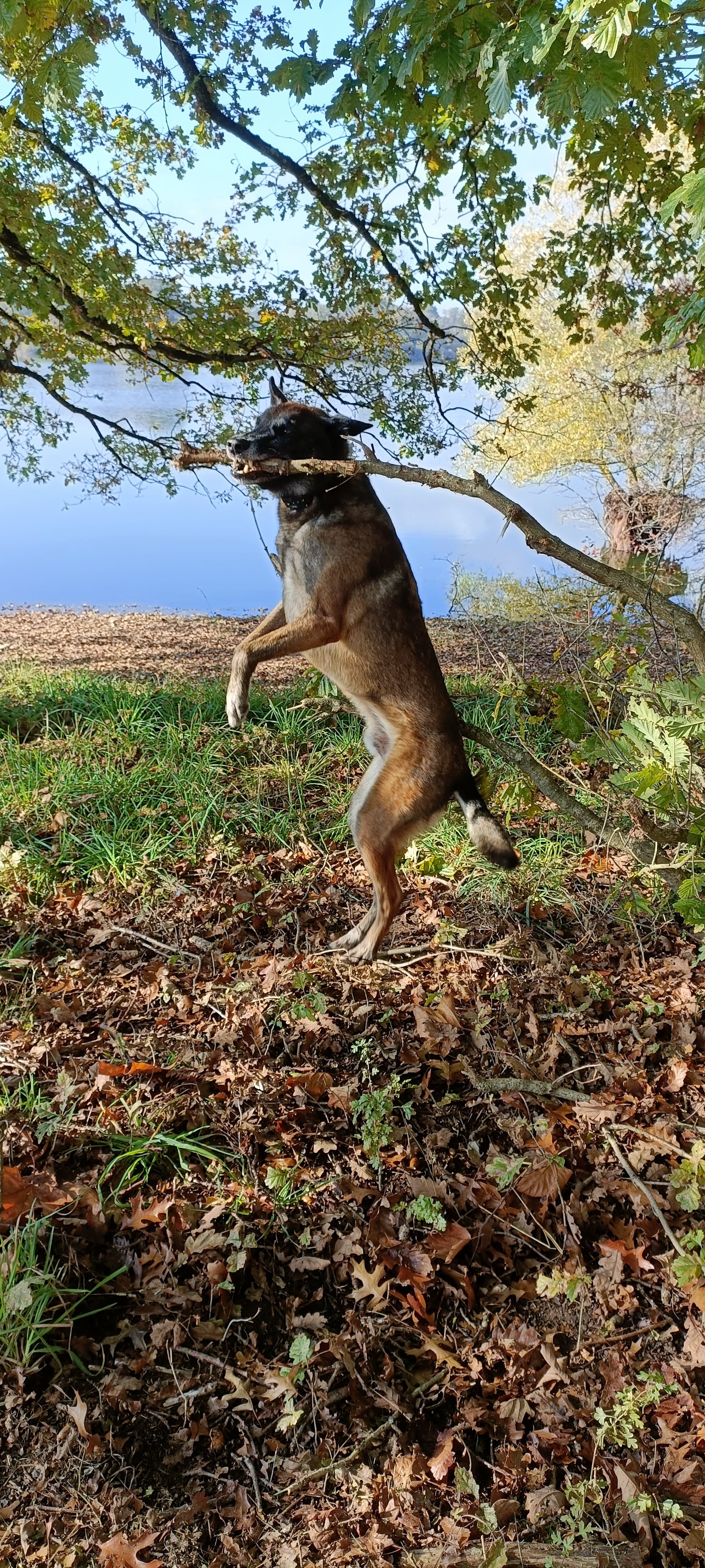 Leiko - Avenue Des Bords Du Lac, Torcy