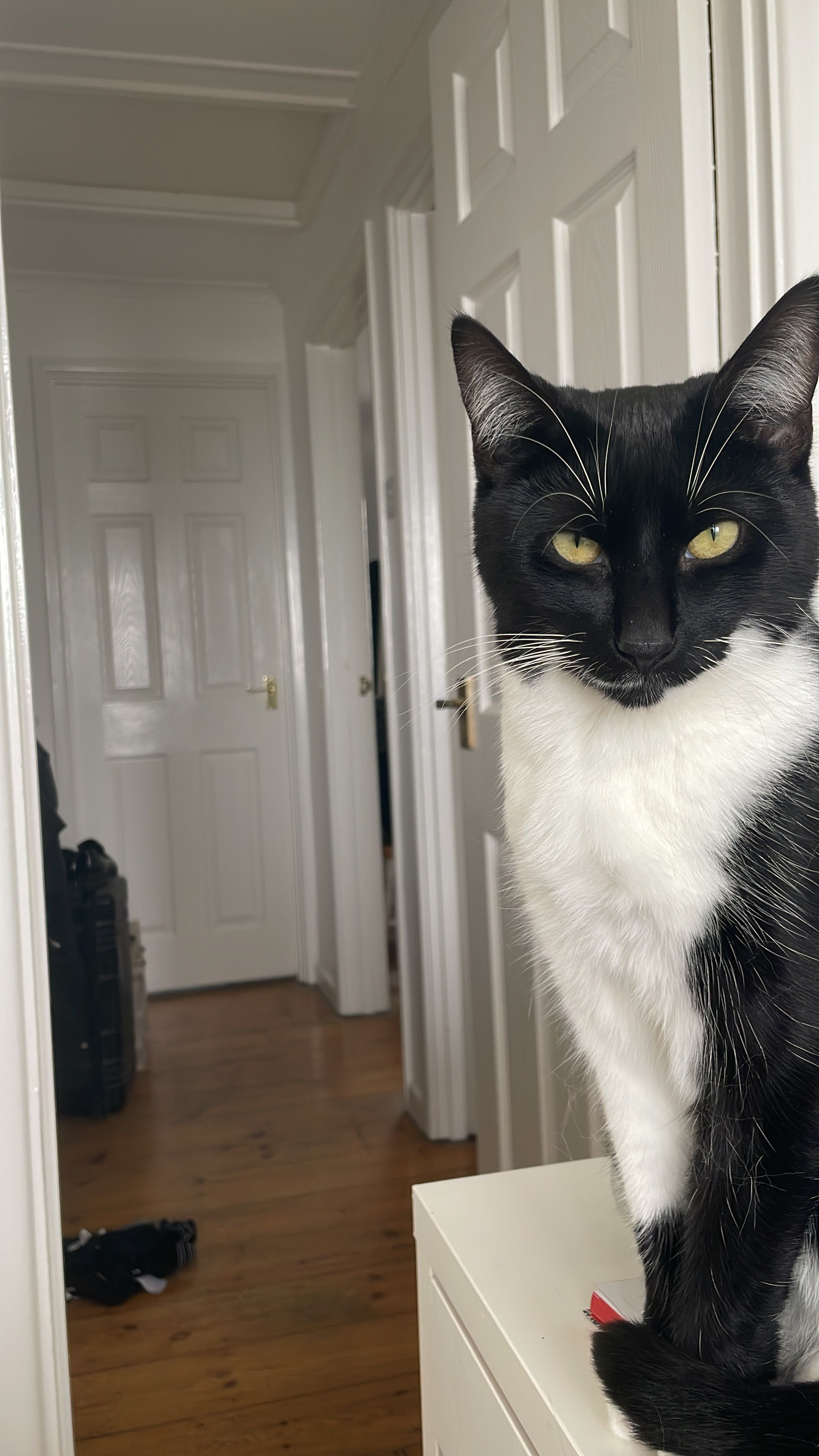 Leo - 2 Bowjey Terrace, Penzance