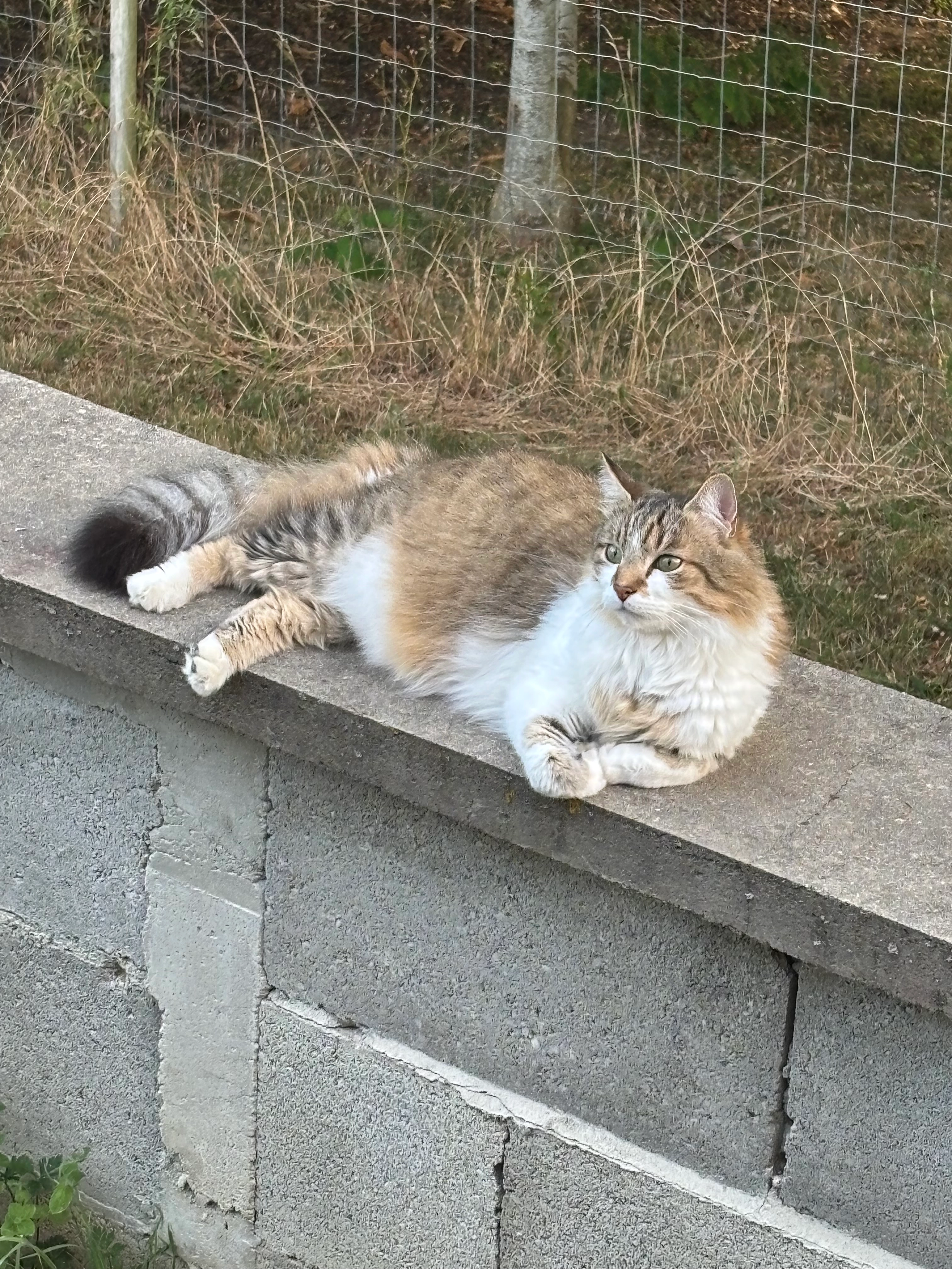 Misty - 77 Montée de la Ratissière, Gillonnay