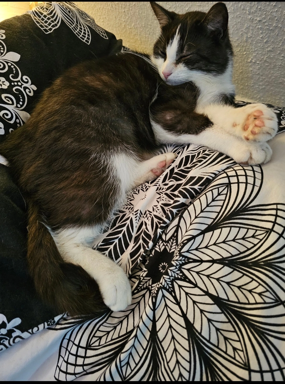 Halley - Gronauer StraΓe, Gronau