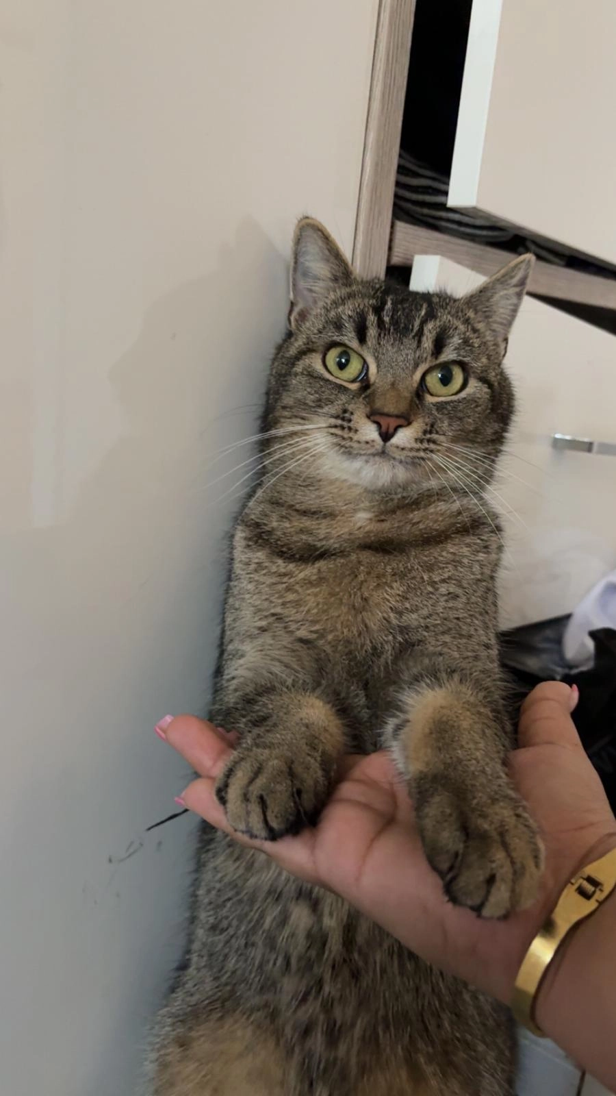 Cupcake - Kirnbergerstraße, Darmstadt