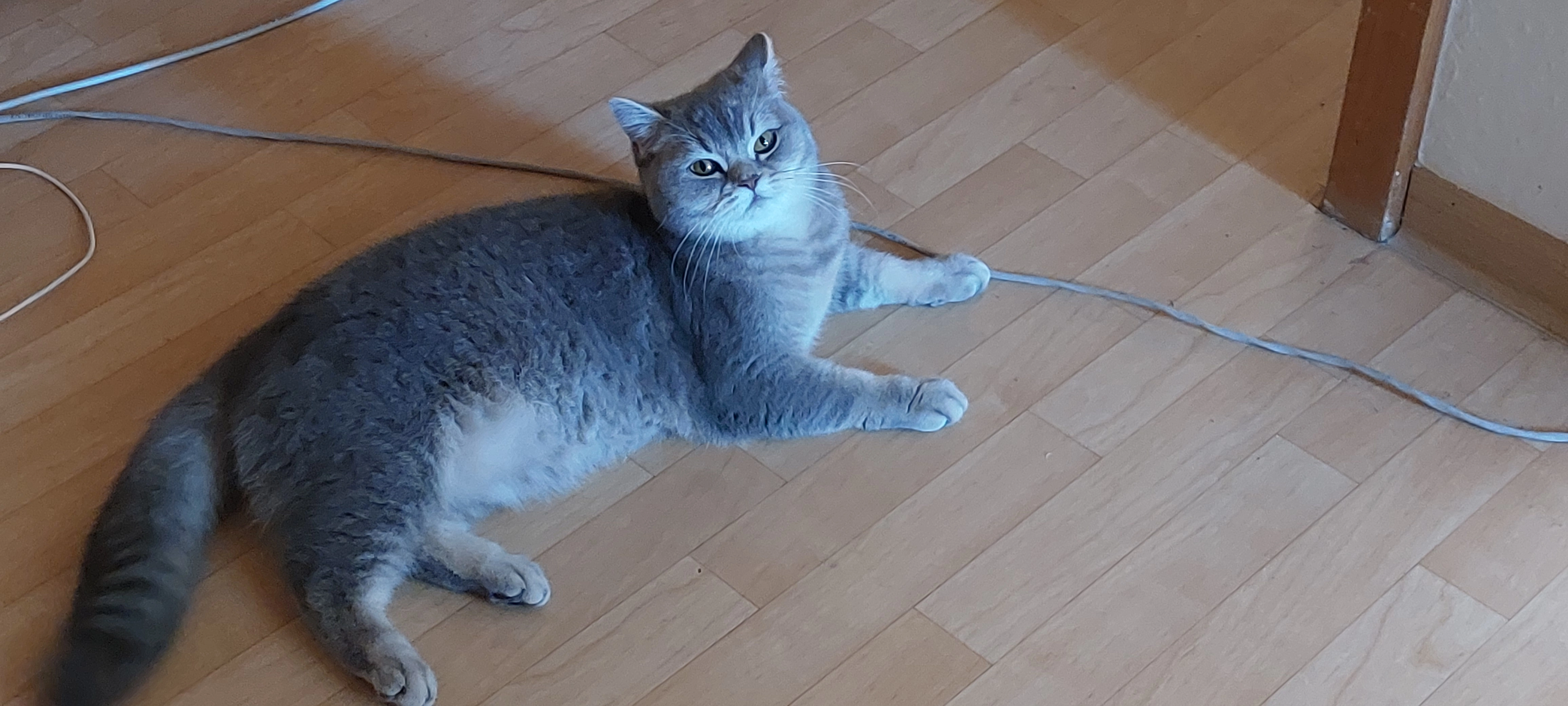 Ella - Lange Weihe, Laatzen