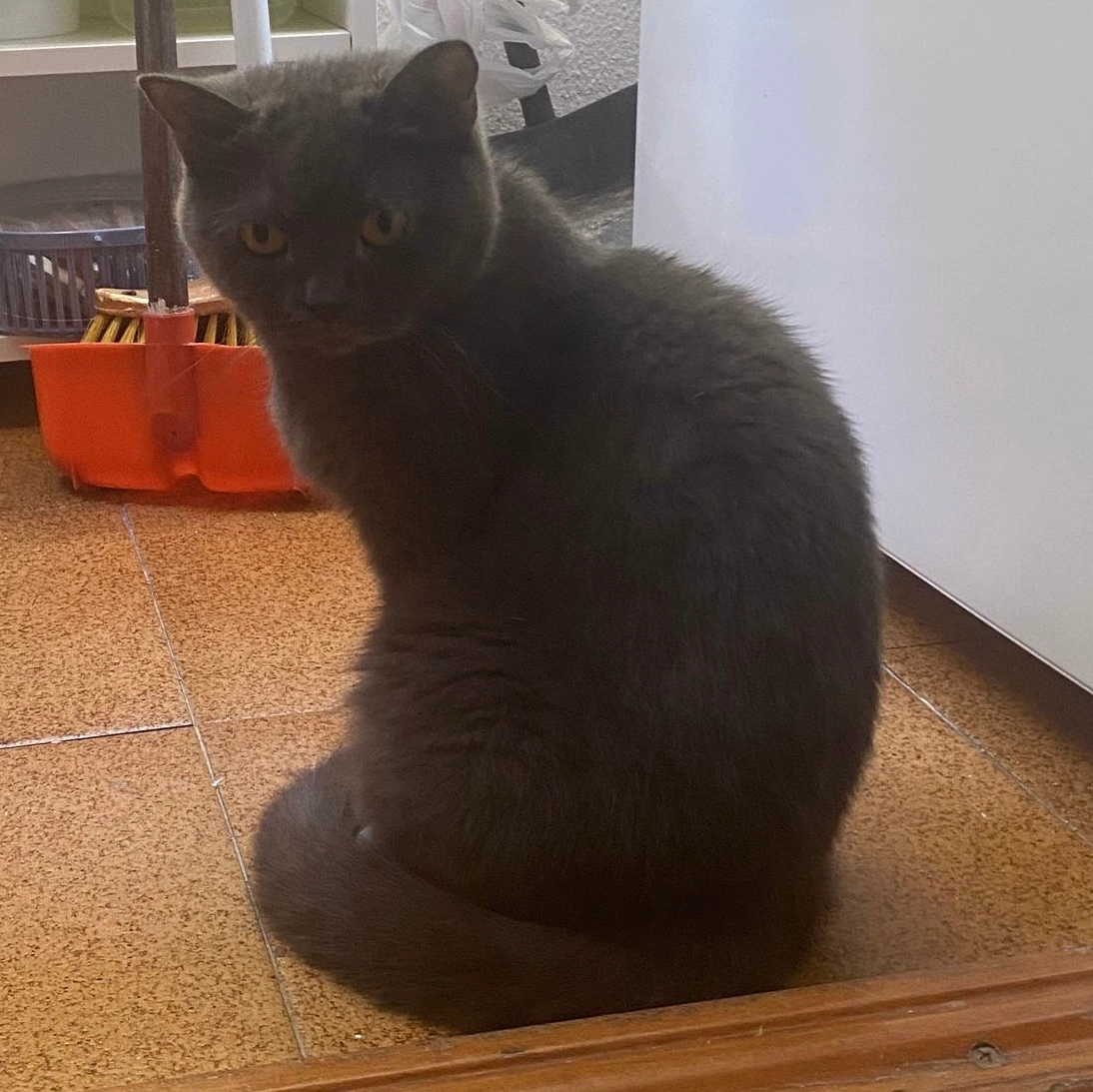 Luna - Avenida de Extremadura, Lepe