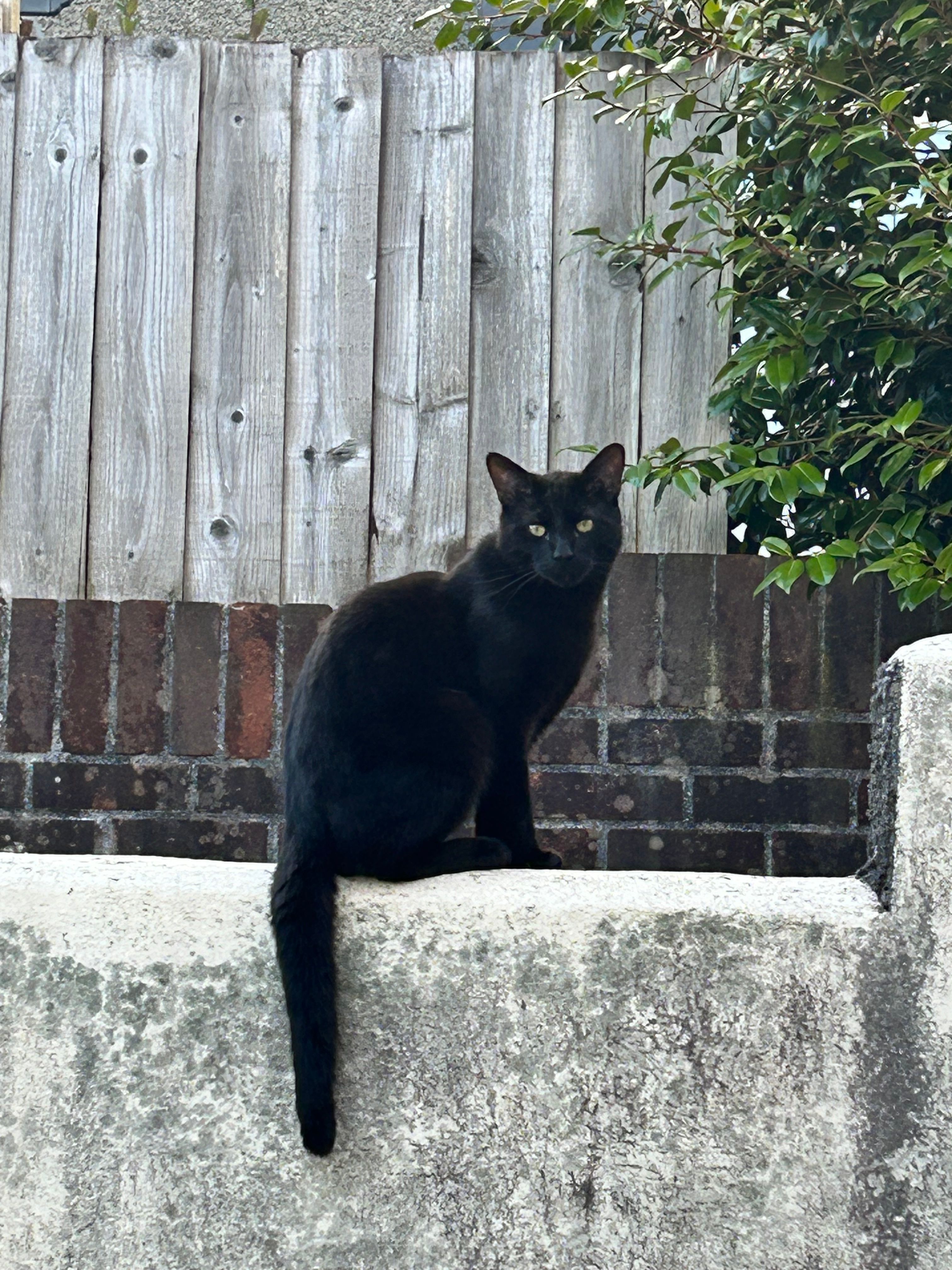 Storm - Monksmead, Tavistock