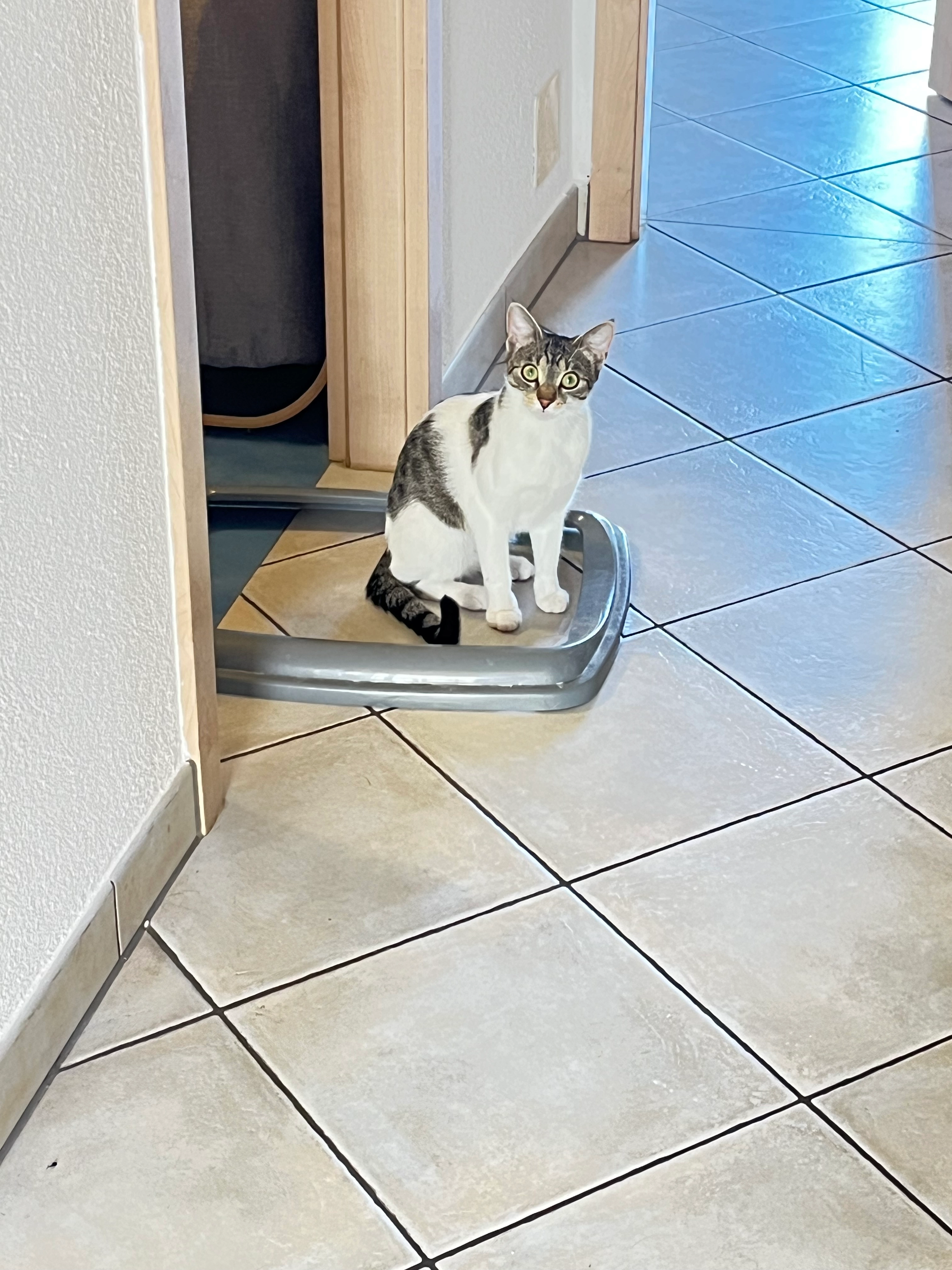 Zelda - Quai Vasco De Gama, Bouveret