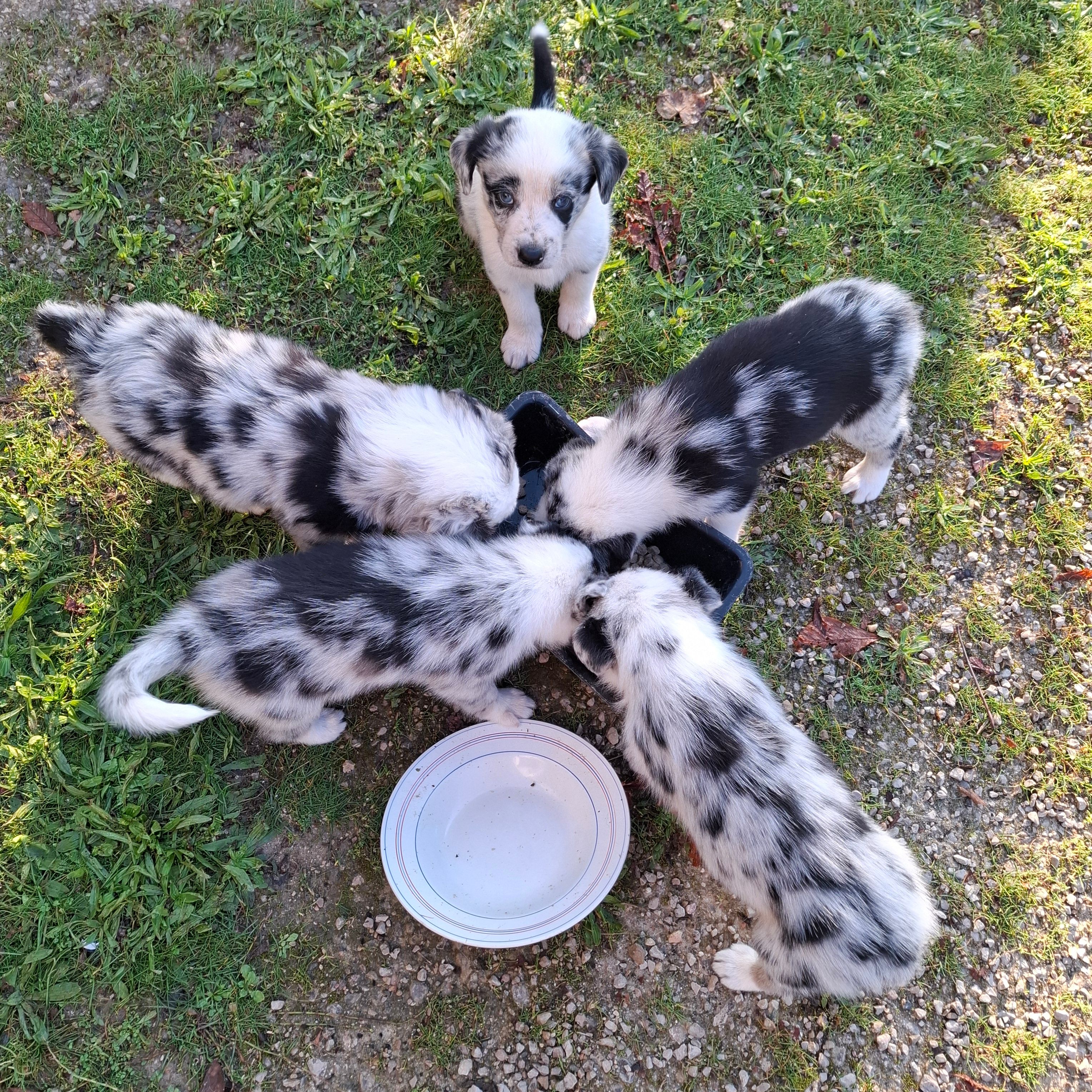 Chiots vasco vanille volt. Et Ven - Vallières, Cahuzac-sur-Vère