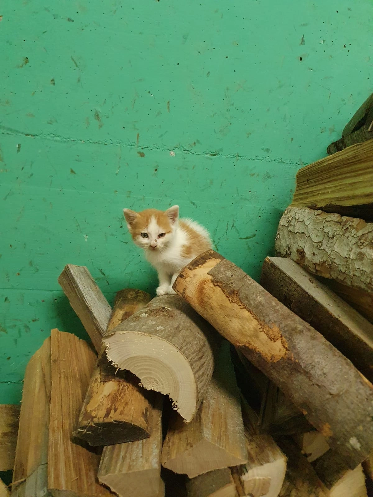 Pablo haber erst 10 woche alt un - Hettlingerstrasse, Seuzach