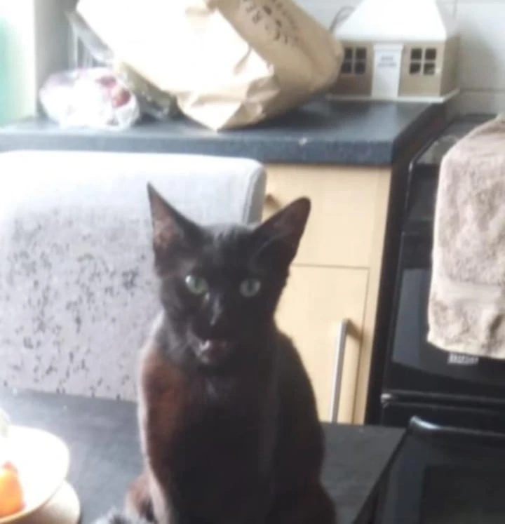 Scrappy doo - Langney Rise, Eastbourne