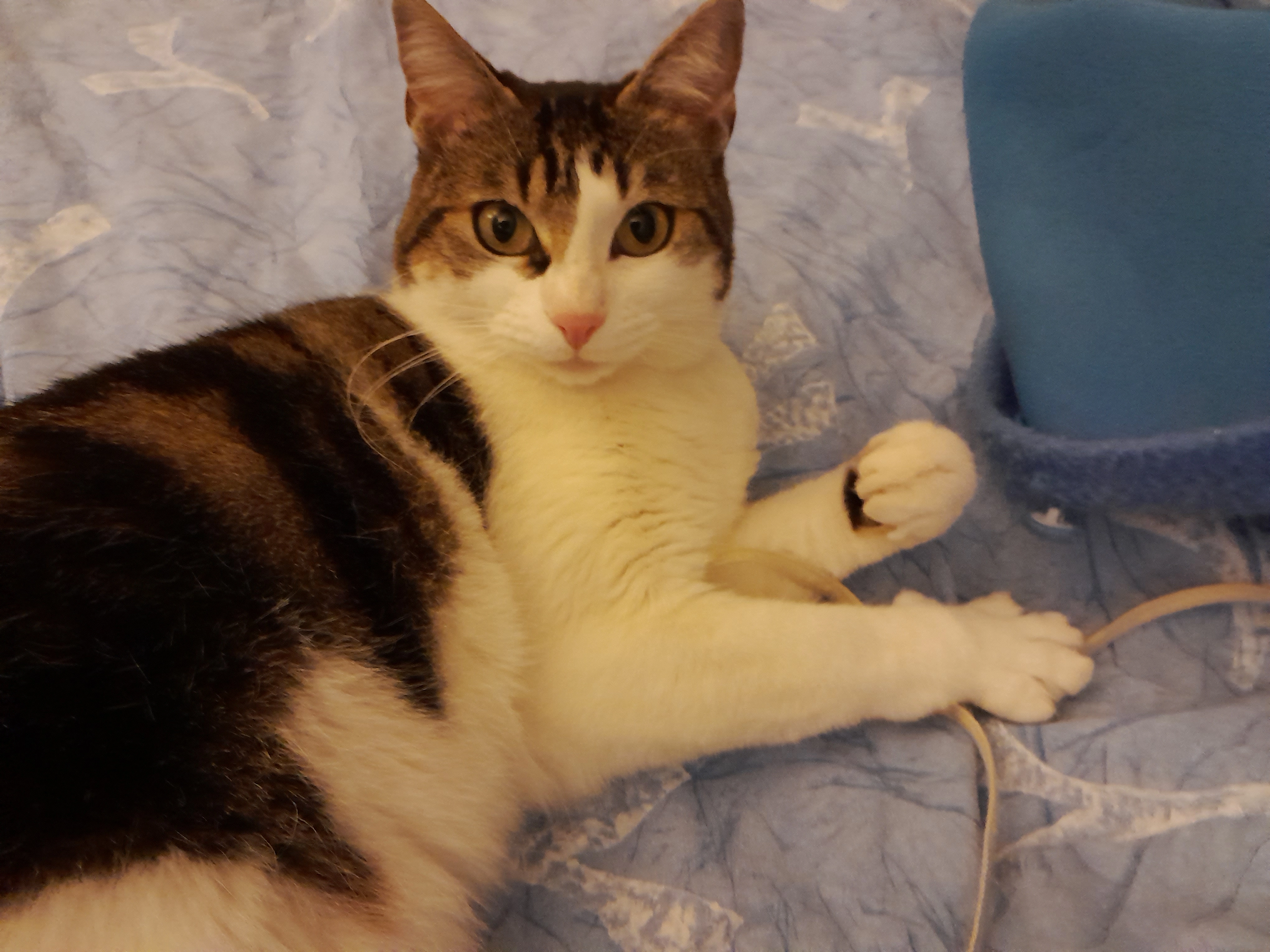 Pirate  - Chemin Des Montilles, Vendres