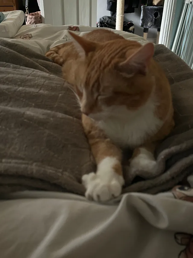leo - Brookfields, Lydney