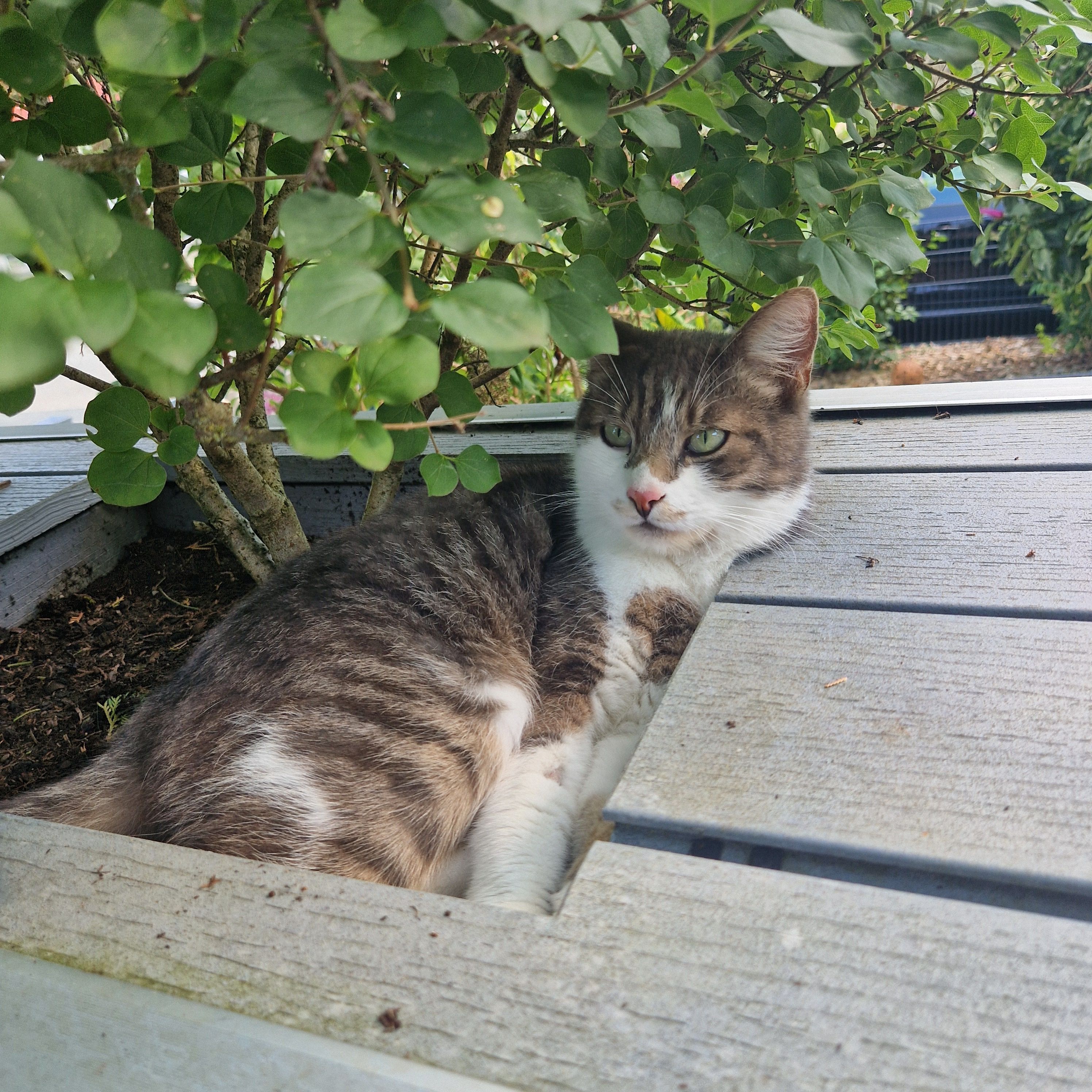 Oskar - Tilman-Riemenschneider-Straße, Höchstadt an der Aisch