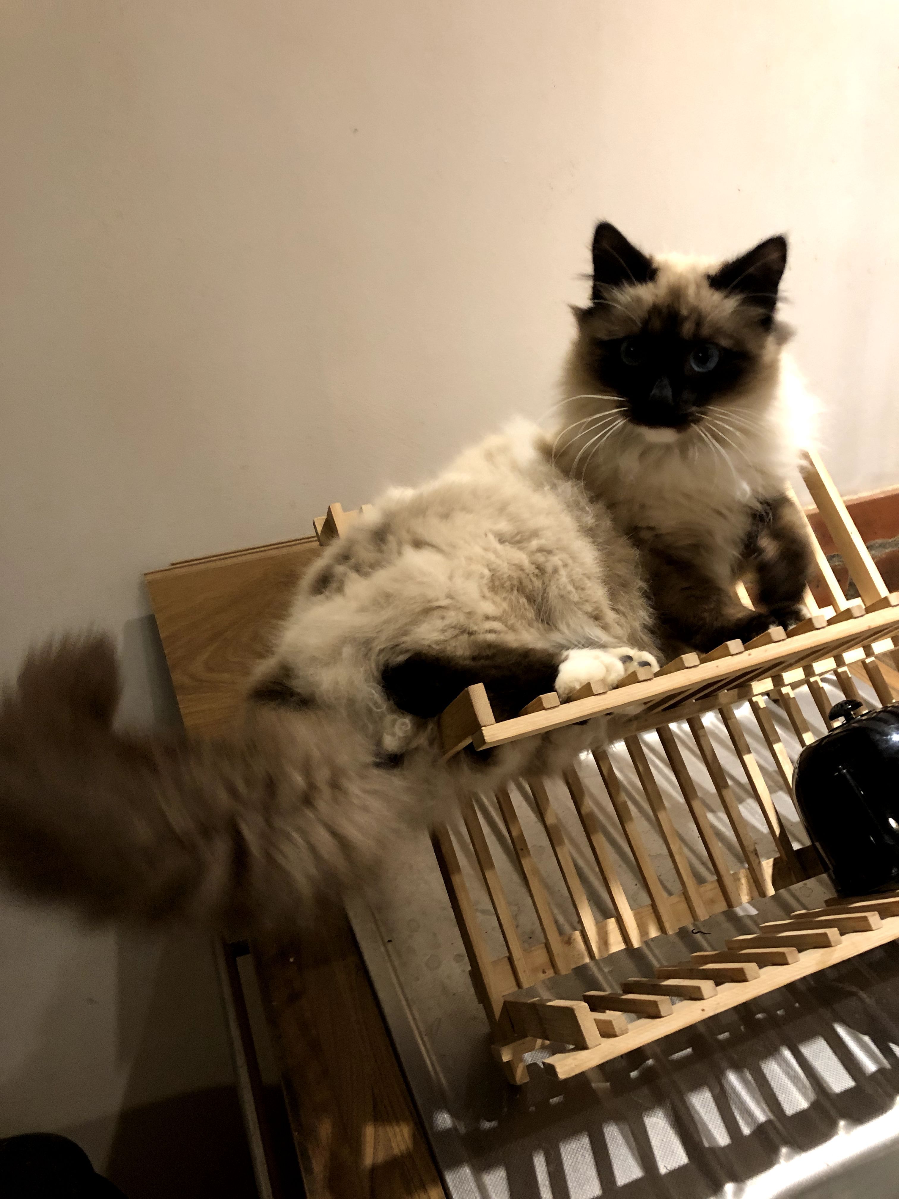 vikki - 89 Avenue du Casino, Perros-Guirec