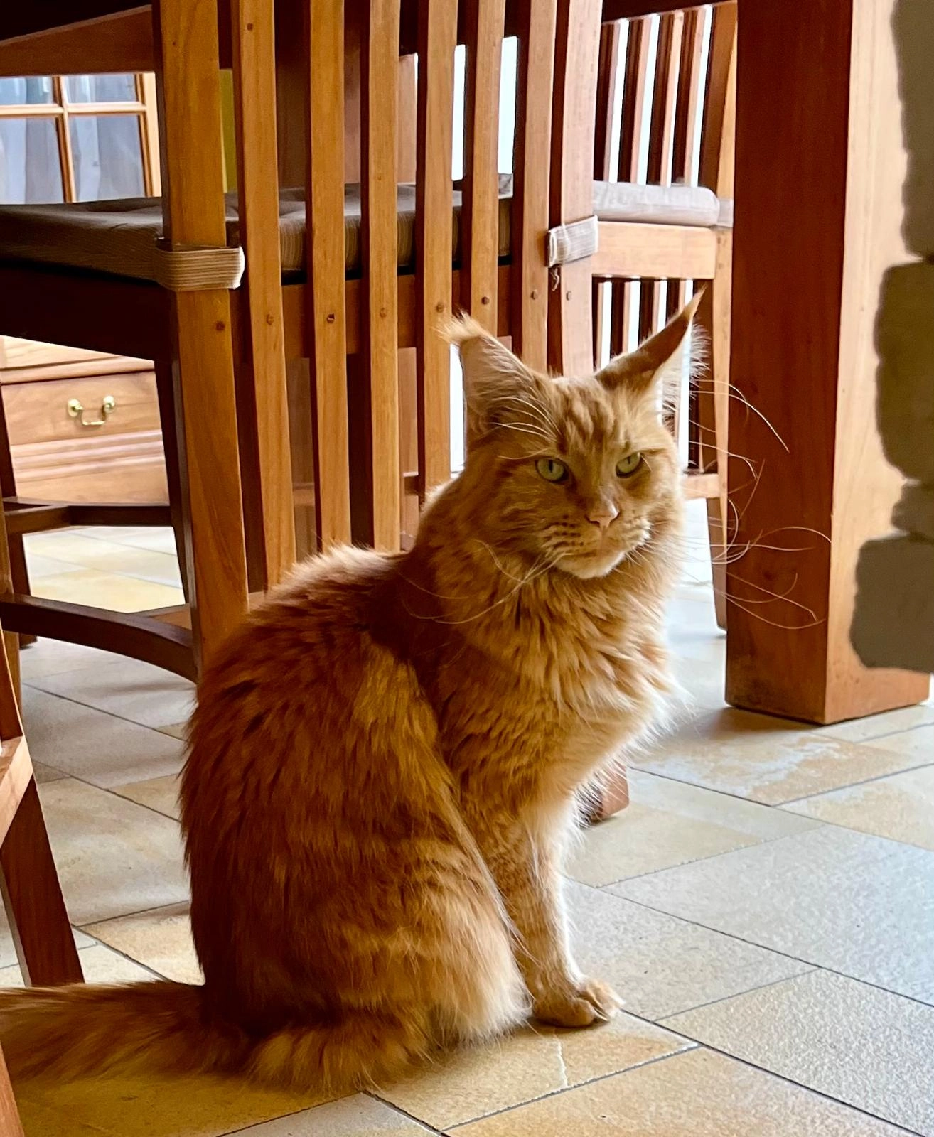 SHAYA - Rue de la Dude 7, Vich