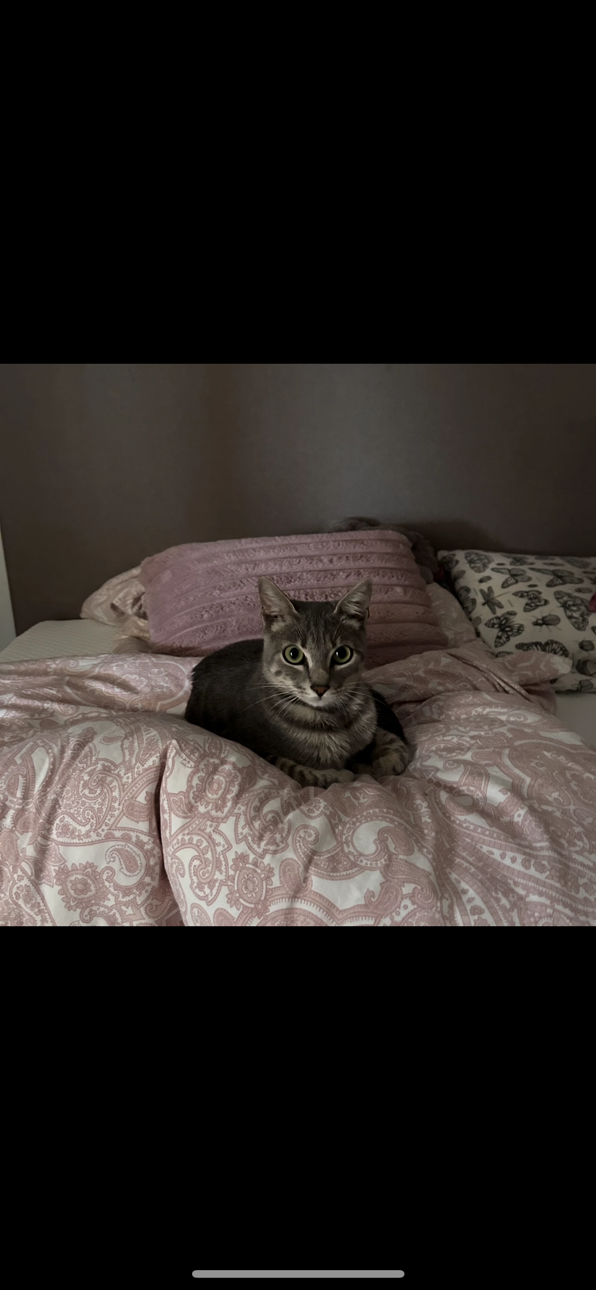 Haley  - Böhmeweg, Ulm