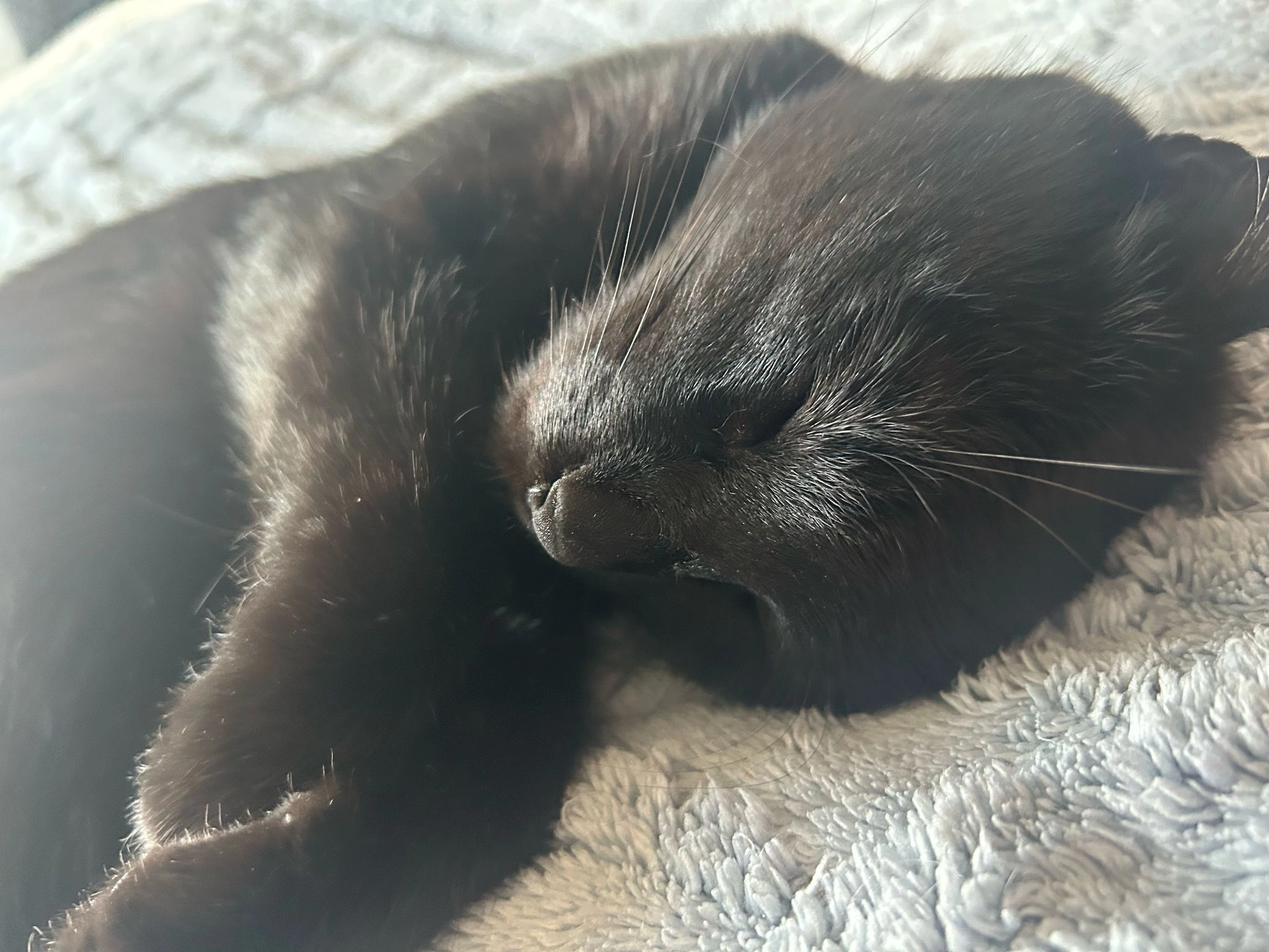 Pattoune  - Route du Chili, Monthey