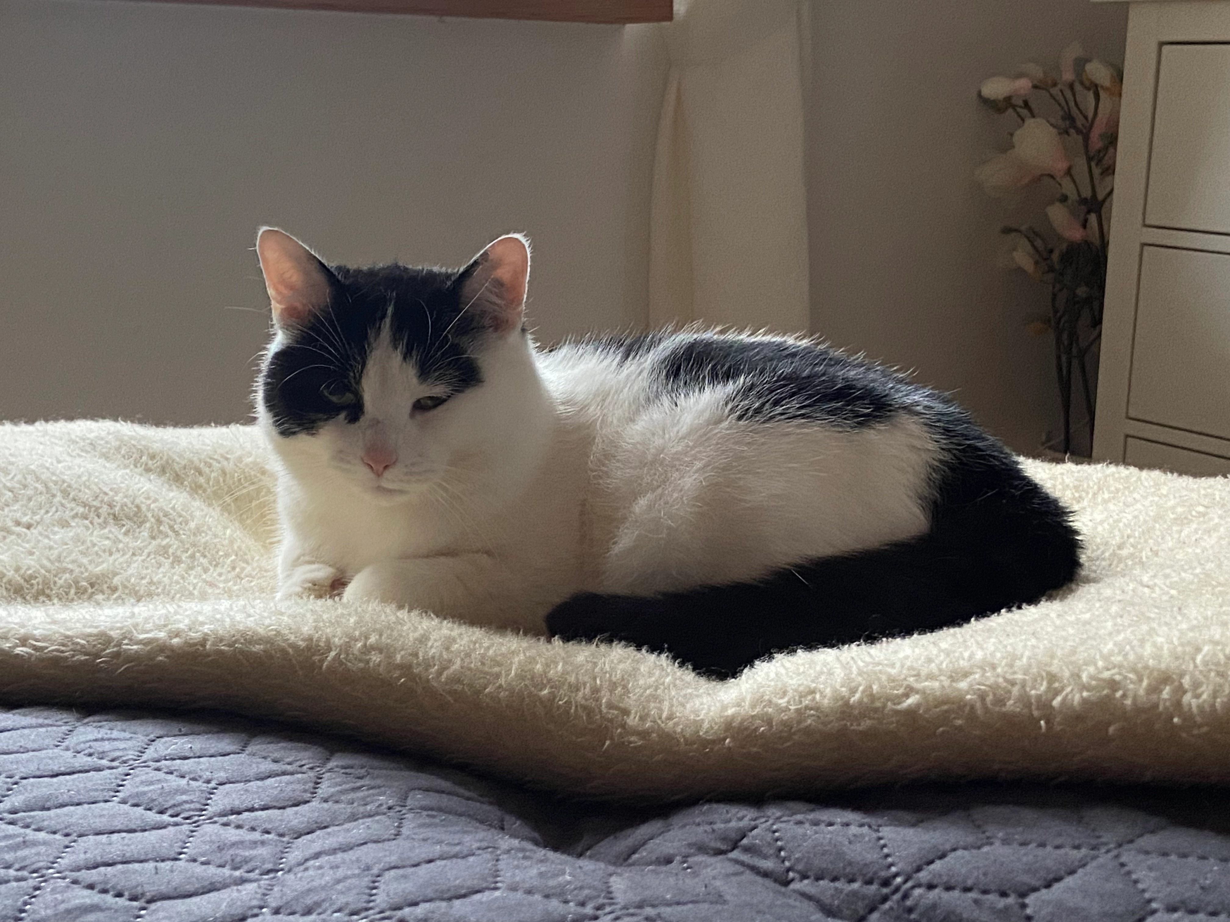 Leni - Geranienstraße 22, Oranienburg