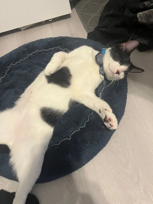 Missing Cat - 1230 Rivas St, San Antonio