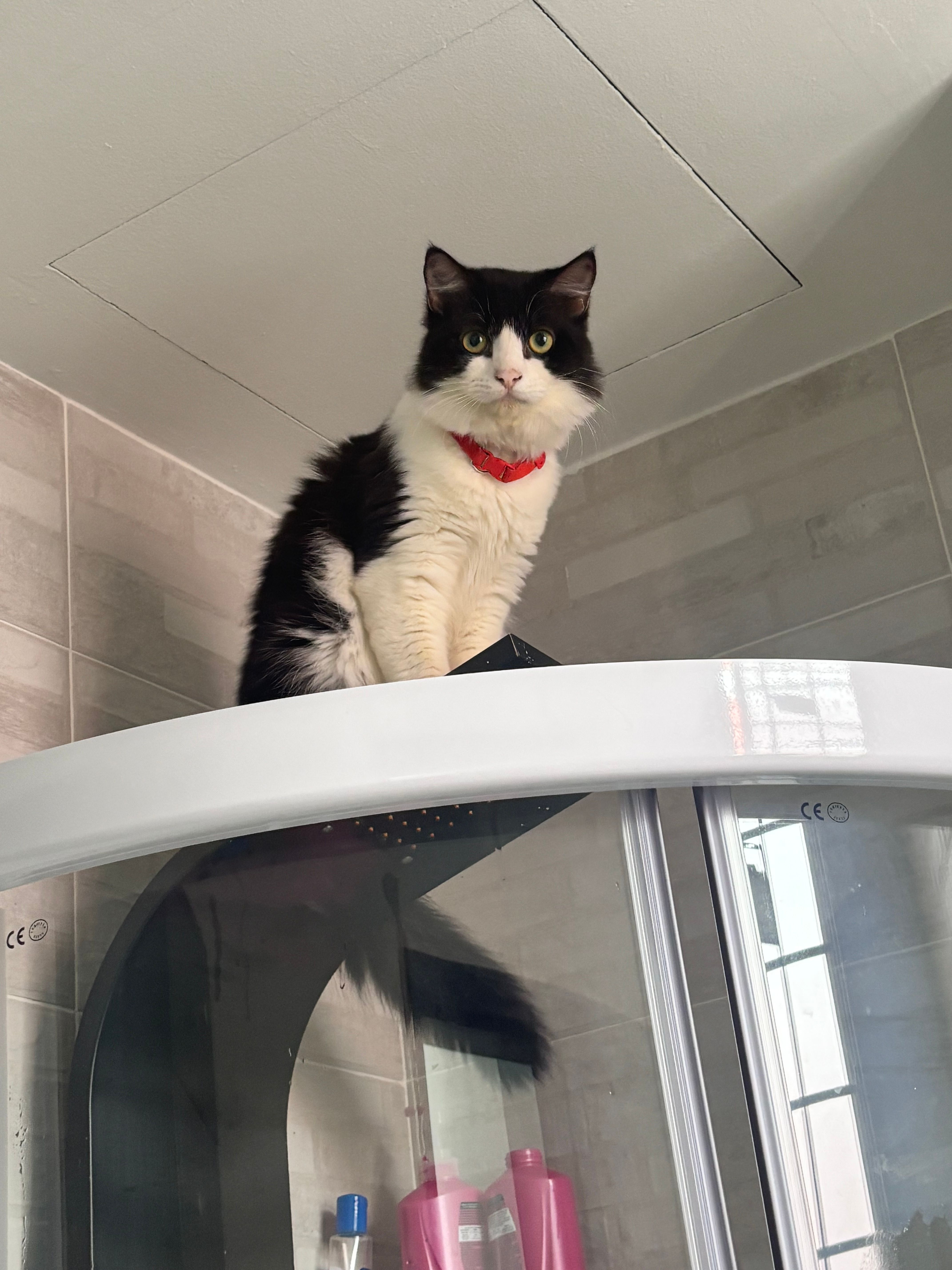 sushi - Loyang Rise, Singapore