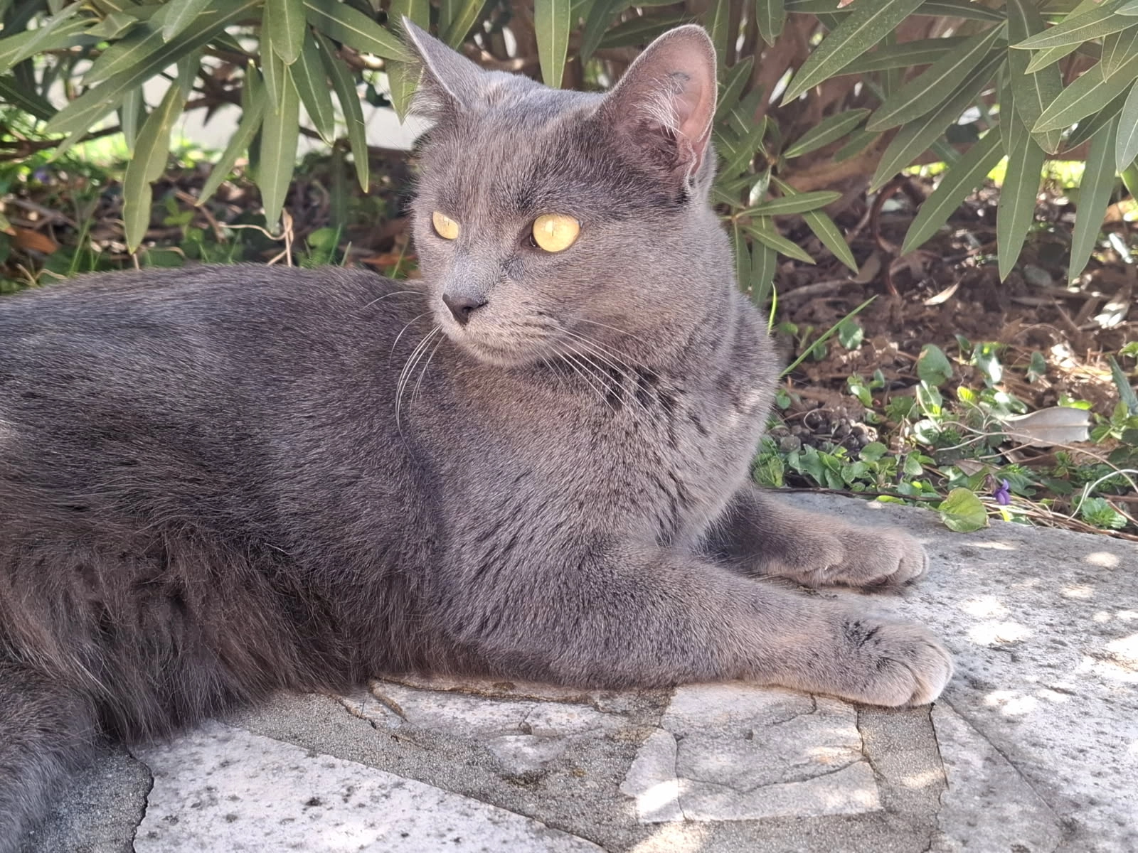 Grisette - Rue Boris Vian, Prigonrieux