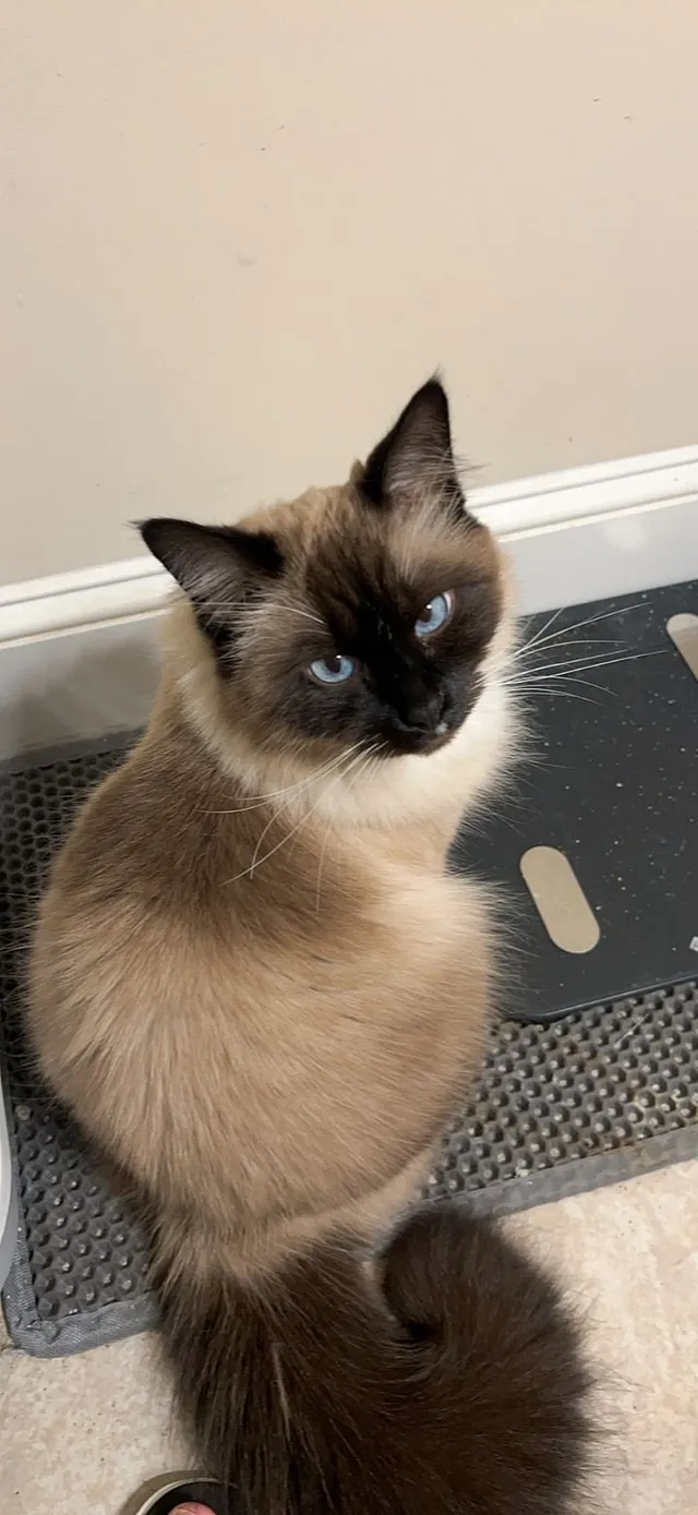 Luna - Perigrine Way, Burlington