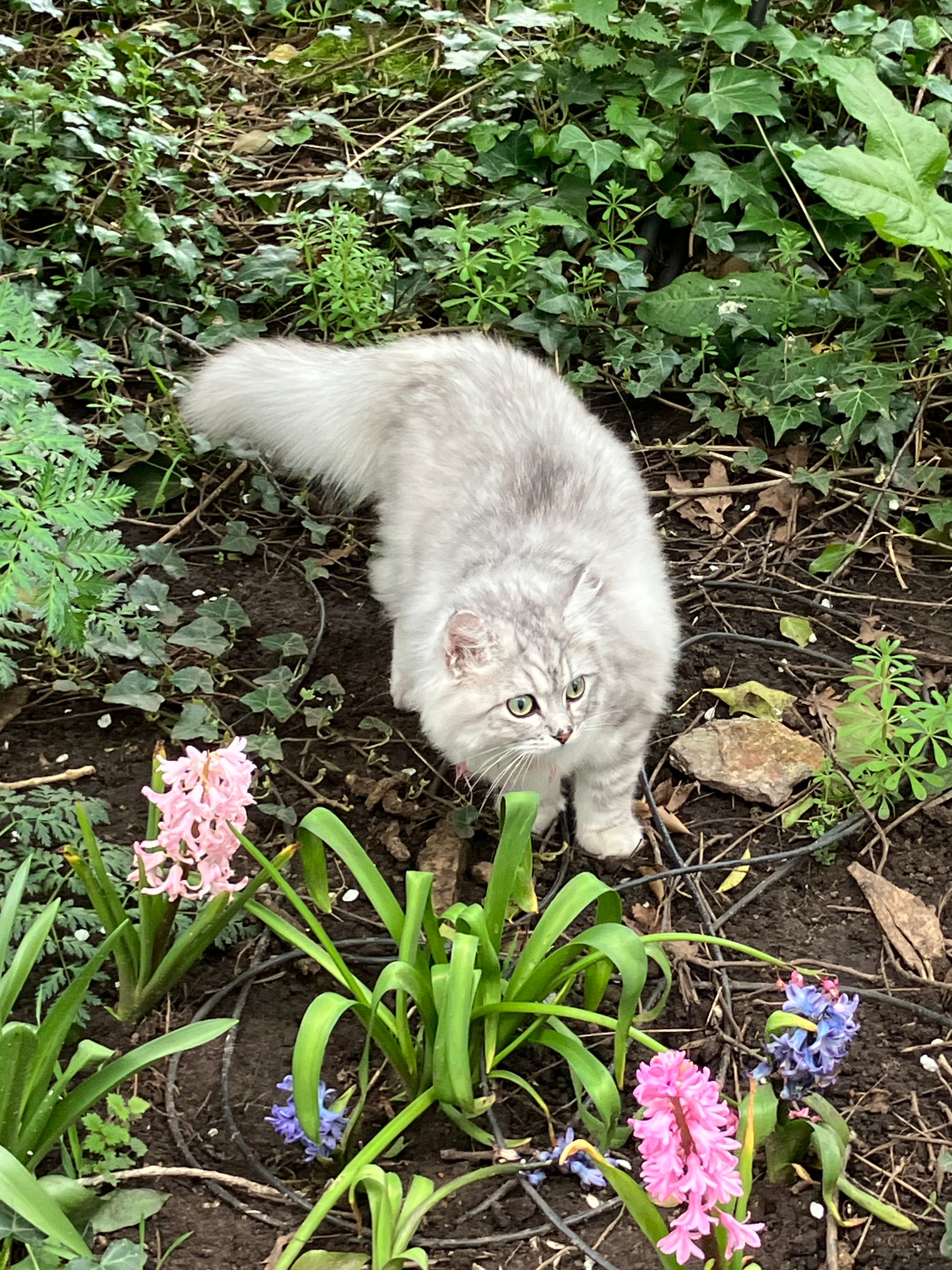 Raphael  - Ashby Hill, Grimsby