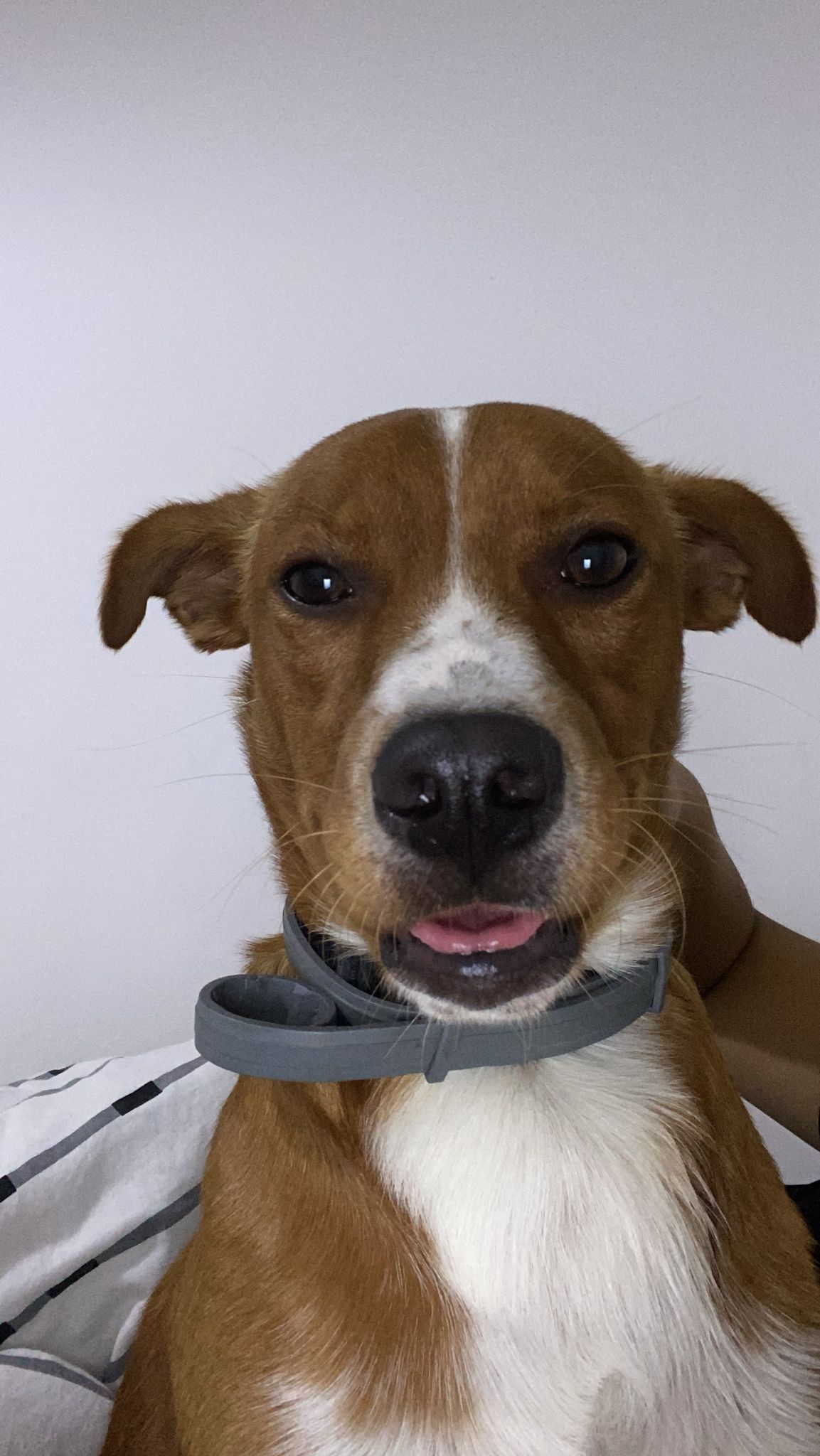 שושו - 40, Ahuzzam