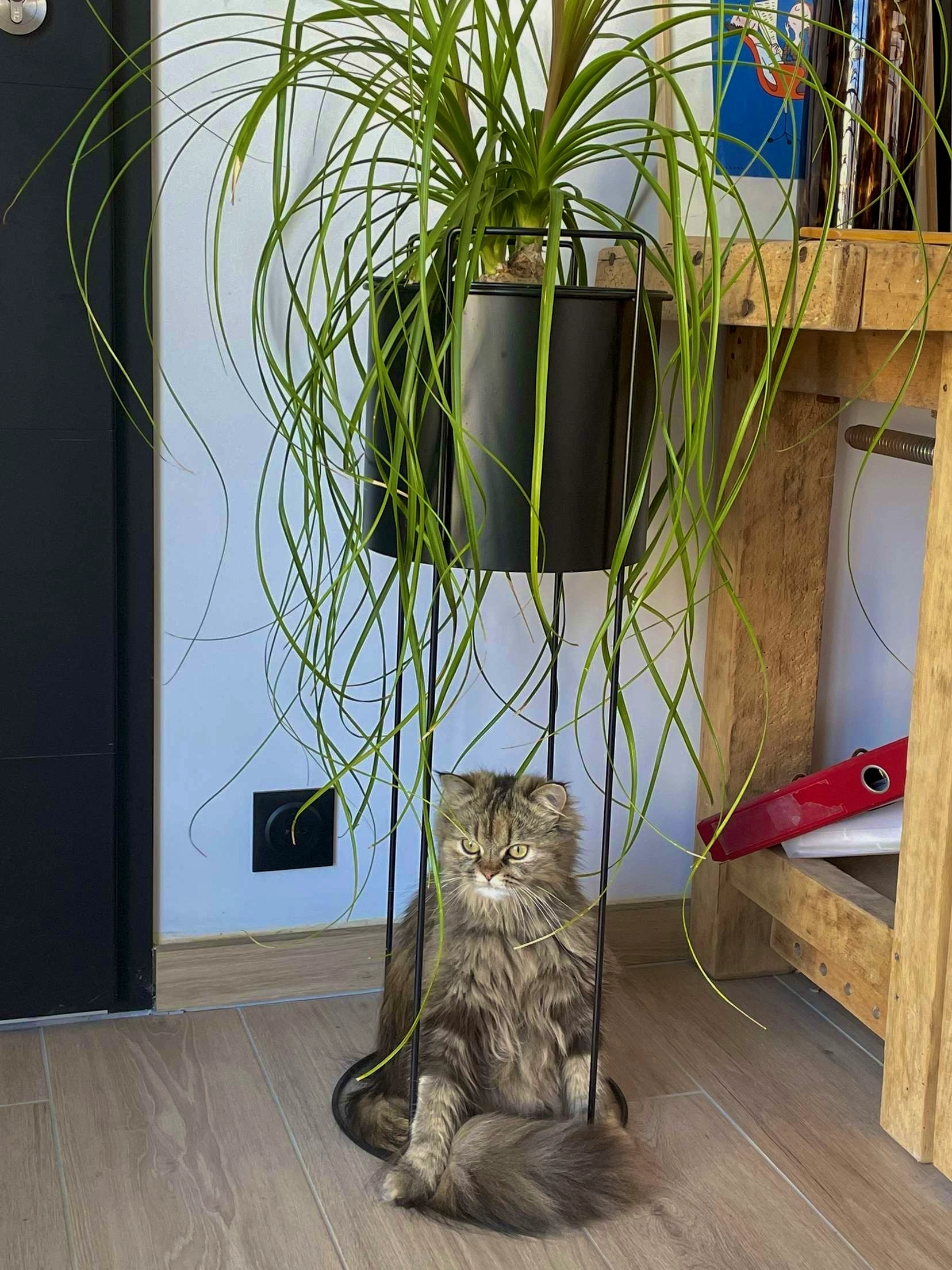 Ziya - Rue Marianne Grunberg-Manago, Perros-Guirec