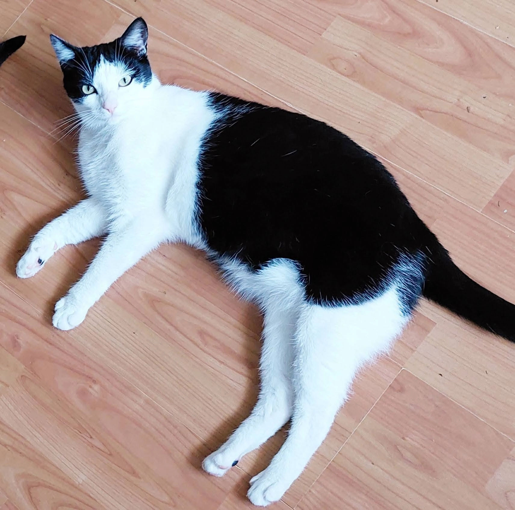 Milly - Elswout, Almelo