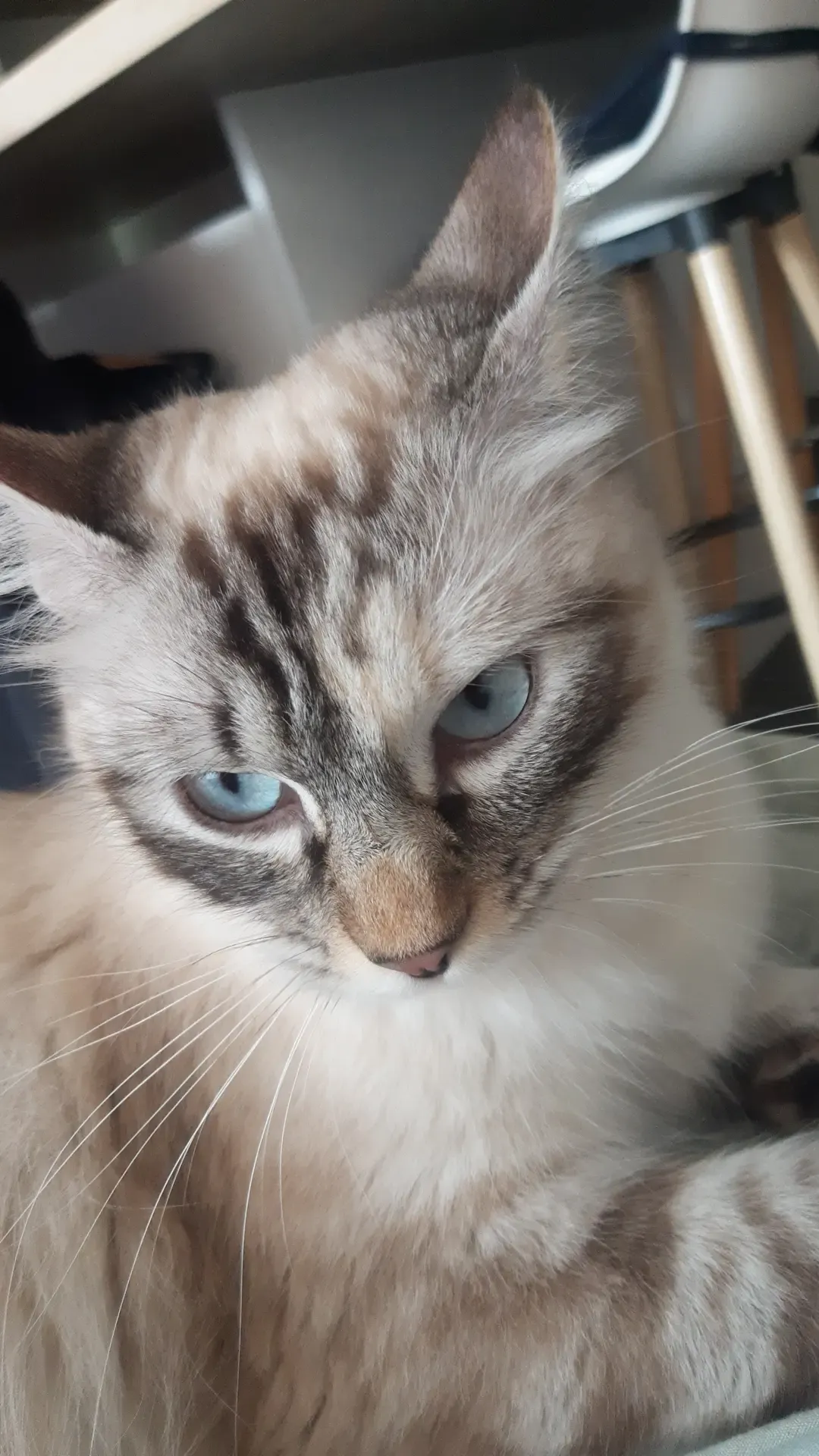 Sous-riz - 108 Clos des Ducs de Savoie, Sallanches