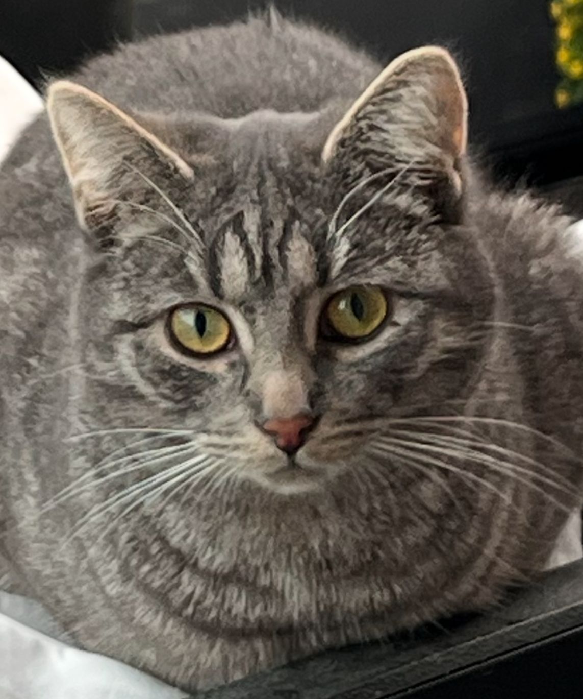 Sisi - Alter Teichsweg, Duingen