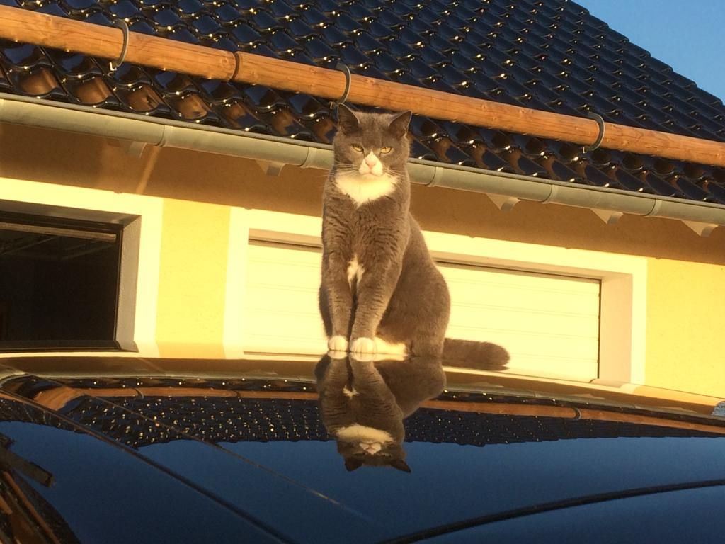 Lui - Auf Dem Hof, Schüller