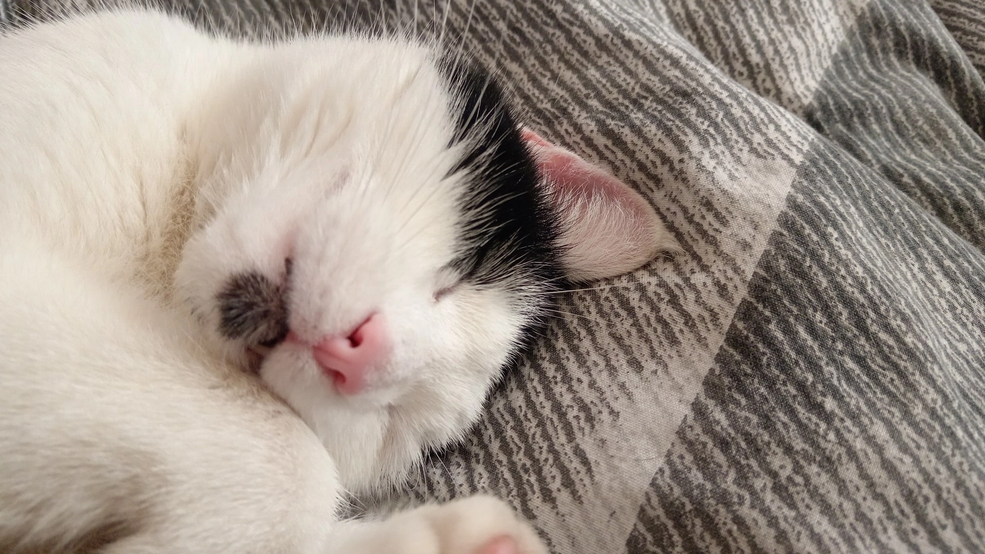 Atlas - Elmfield Road, Doncaster