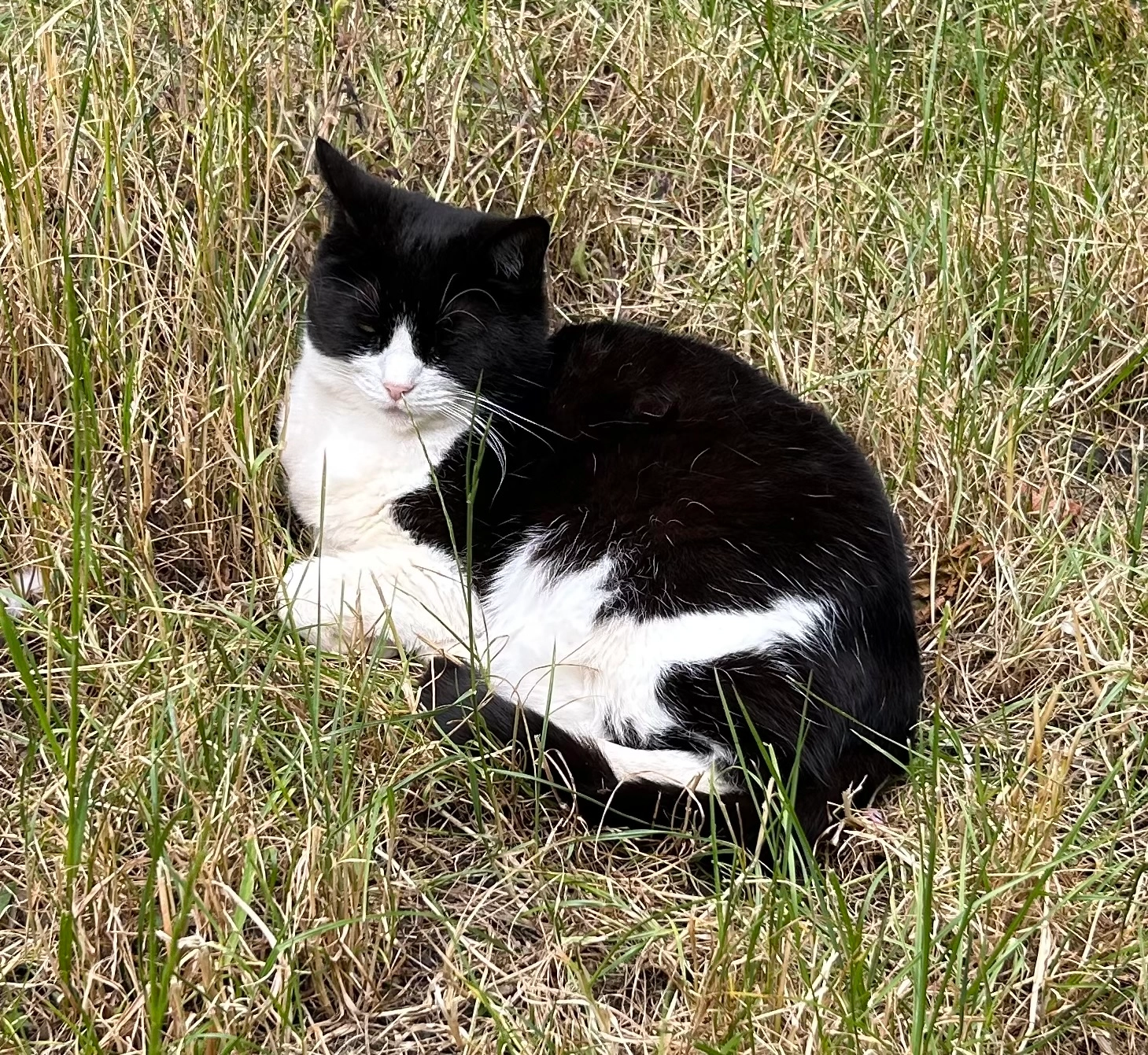 Nancy - Rynal Street, Evesham