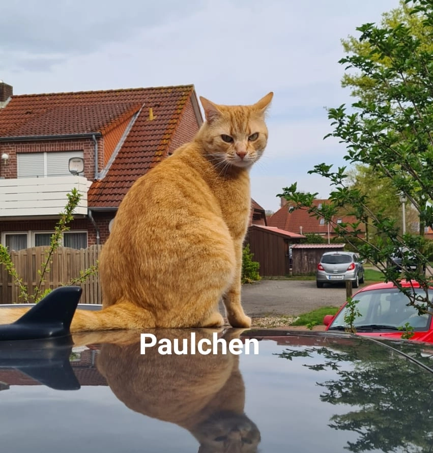 Paulchen - Wigboldstraße, Norden