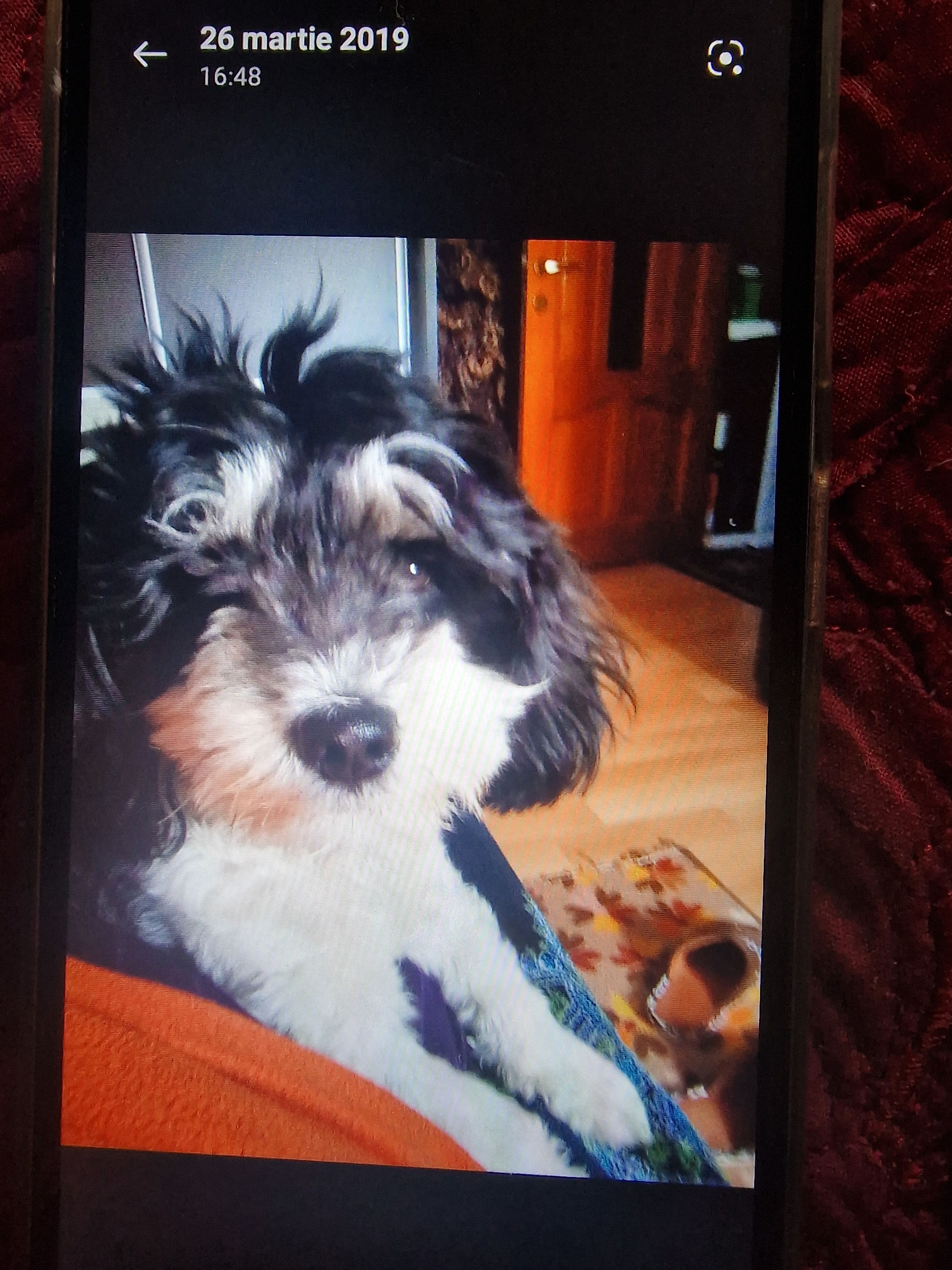 Daisy - Strada Zorilor, Mărășești