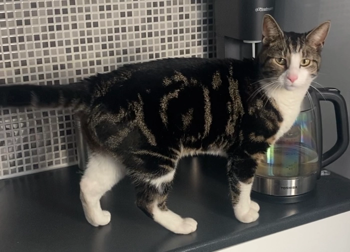 Puddin - Fryatt Street, Barry