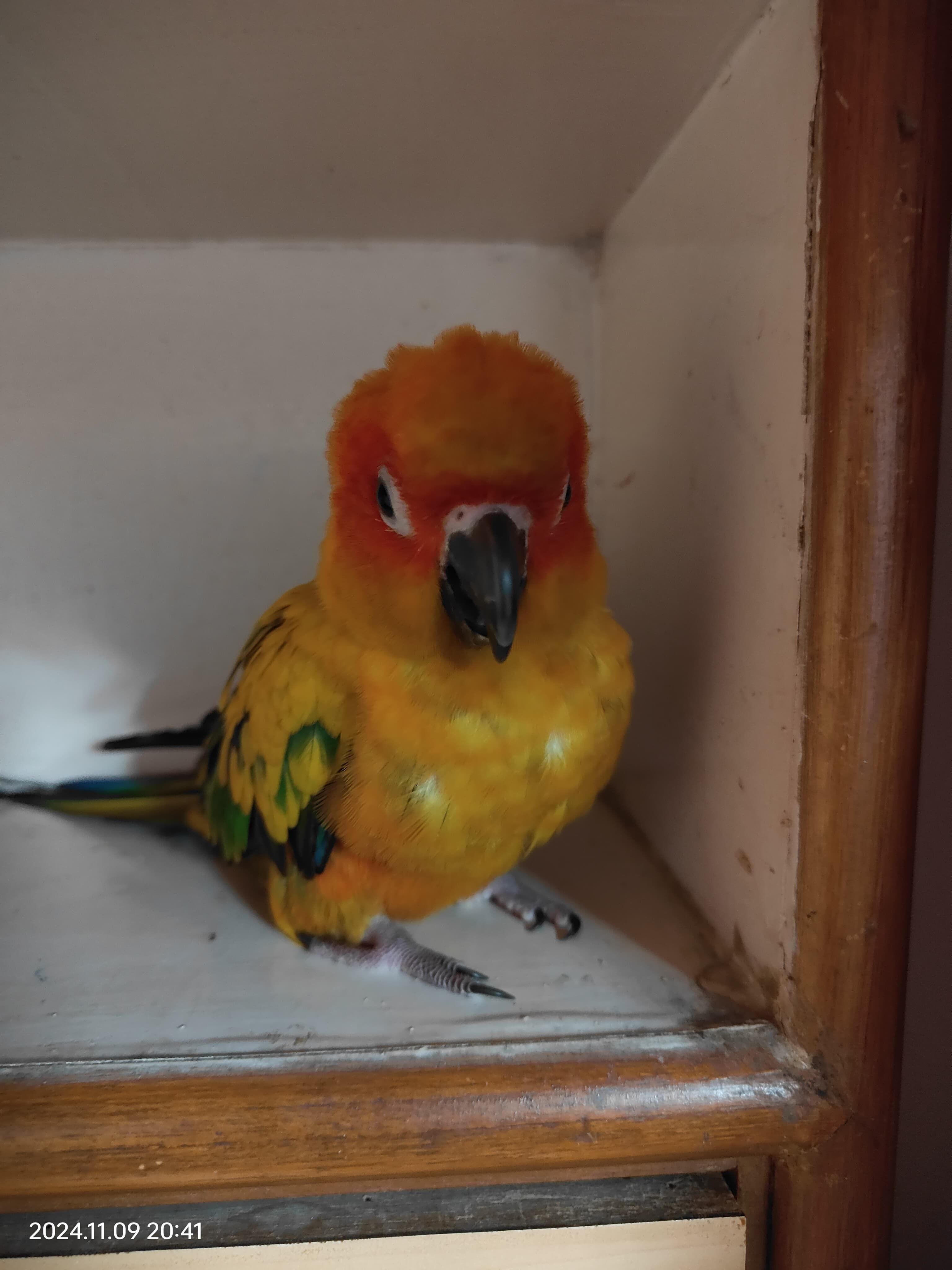 peru - Old PuneβMumbai Highway, Pimpri-Chinchwad