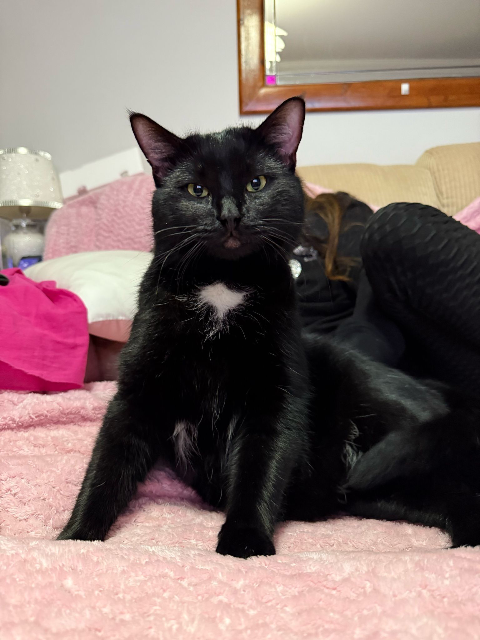 Batman - Monarch Close, wymondham