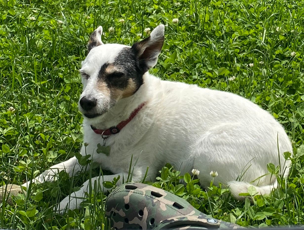 Rocky - Via Carnia, Padova