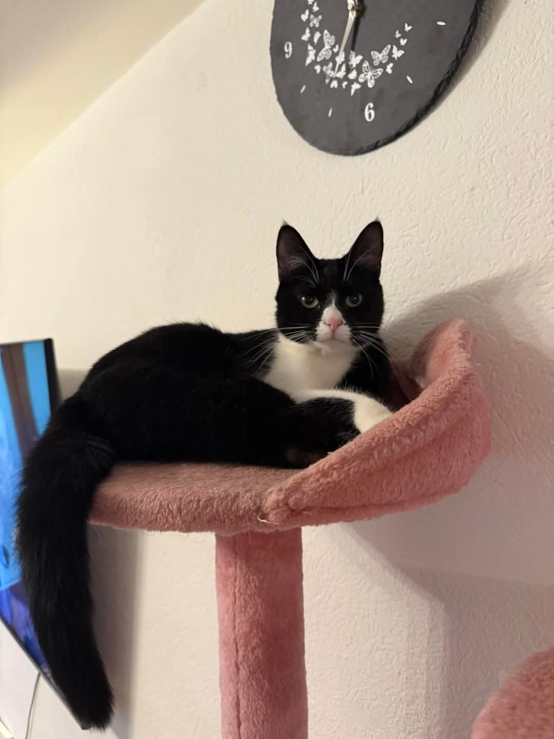 Amira - Grünfeldweg 3, Wartau