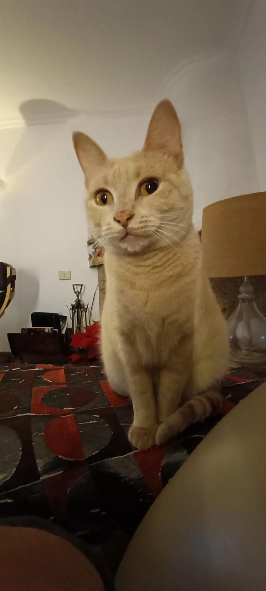 Cleo - Hugo de Grootstraat, Krommenie