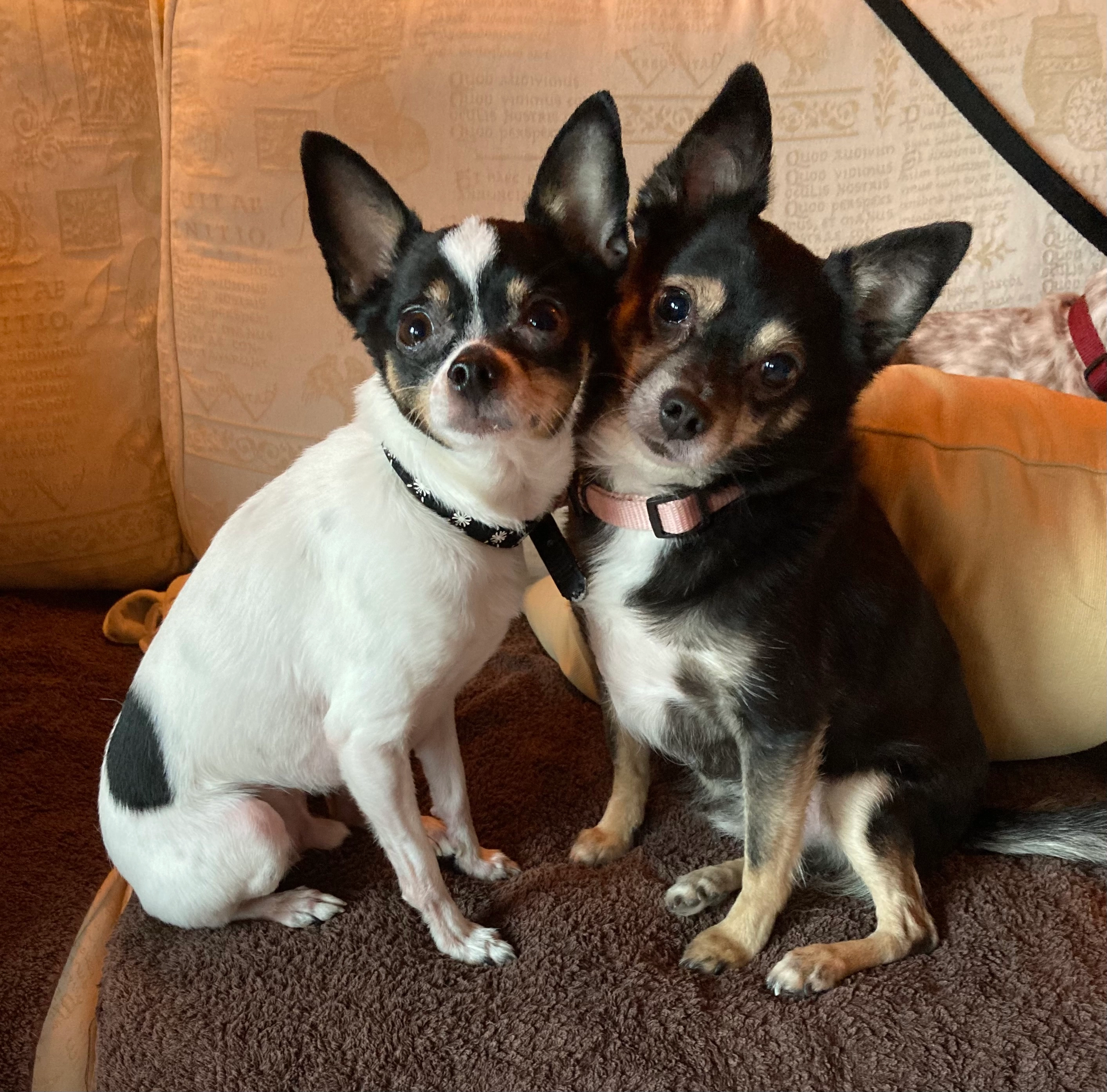 Luis - 8 Chelford Road, Bromley