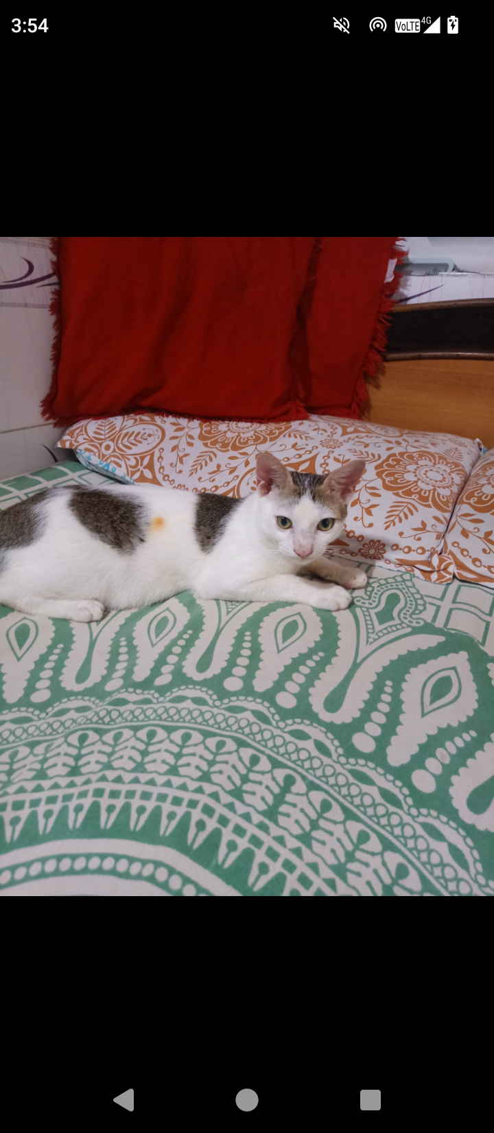 Chintu - Kherani Road, Mumbai