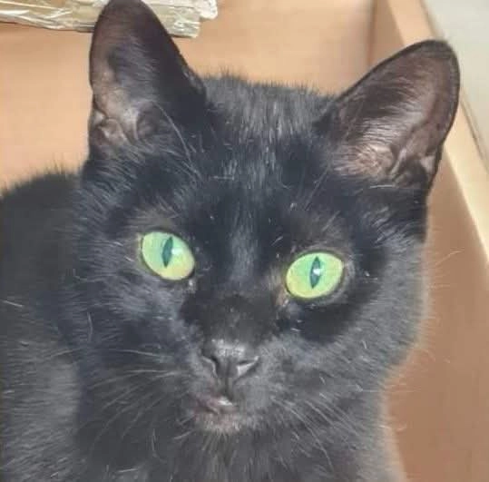 Dribbel - Margrietstraat, Klaaswaal