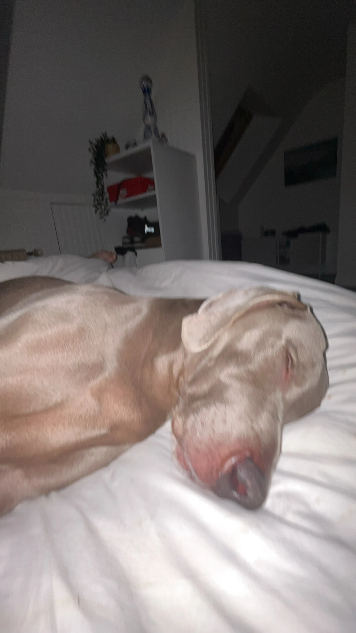 Newton - 19 Rue de la Peupleraie, Saint-Grégoire