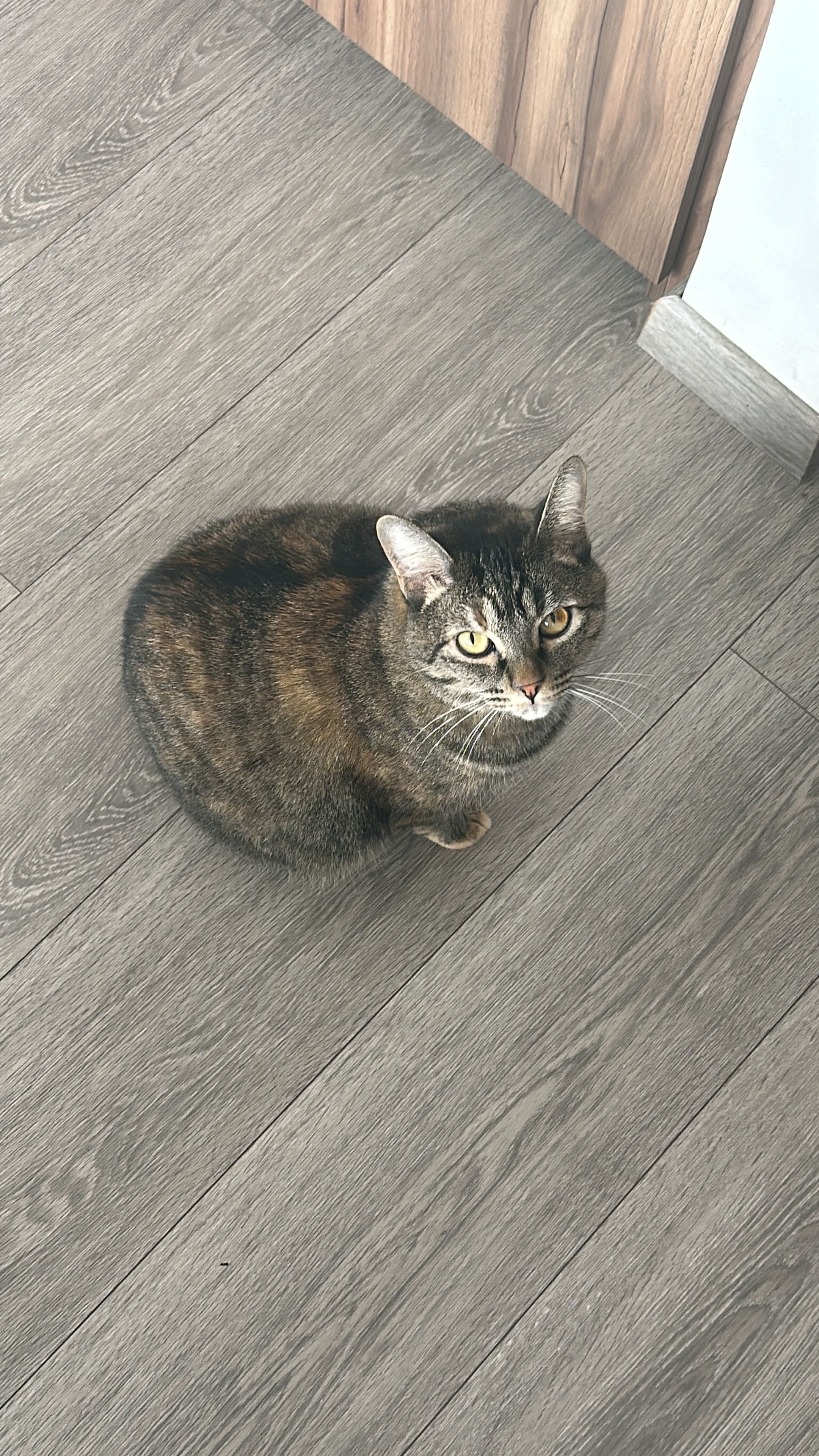 Lita - Camí Del Puntó, Sant Andreu de Llavaneres